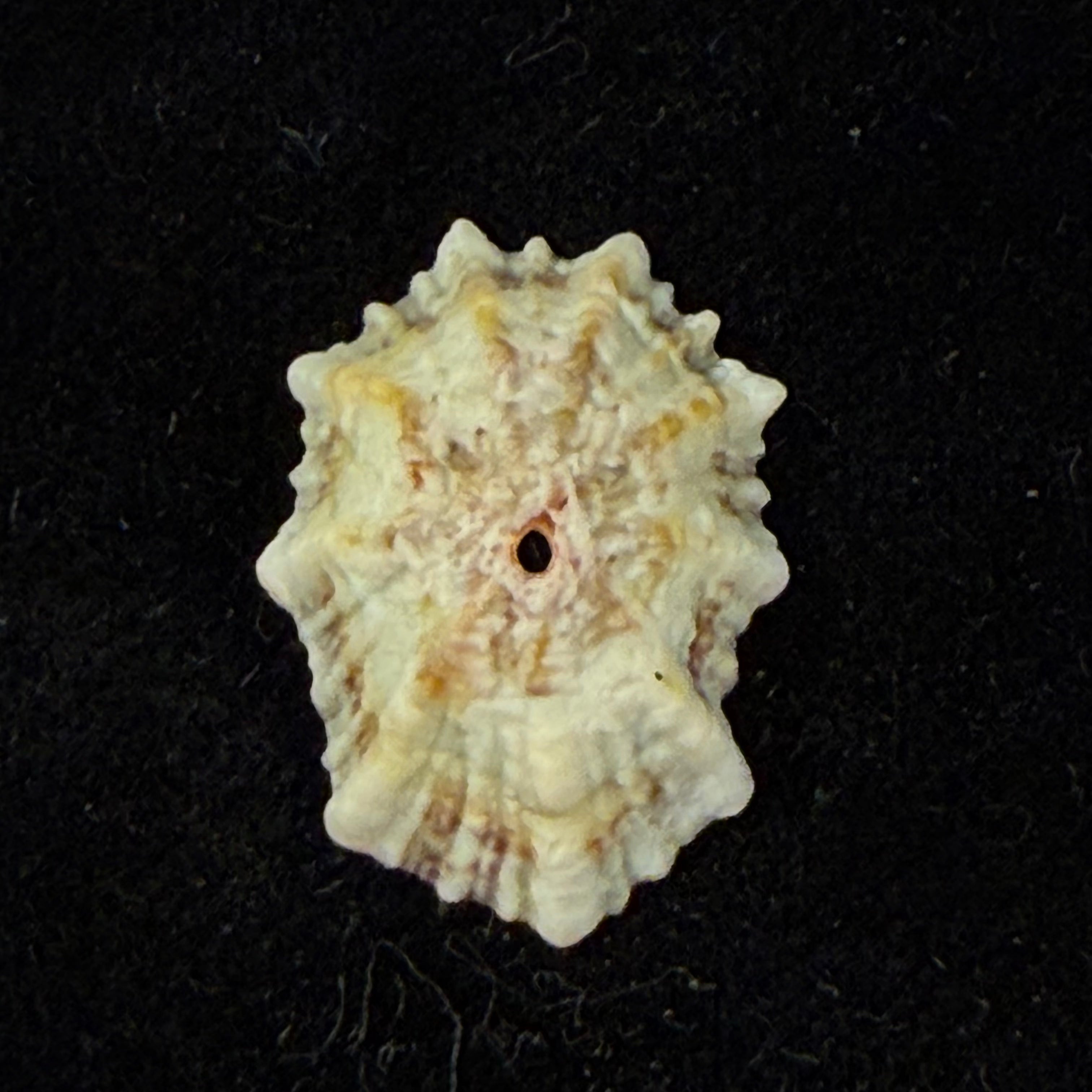 Fissurella angusta (Gmelin, 1791) - 20,5mm