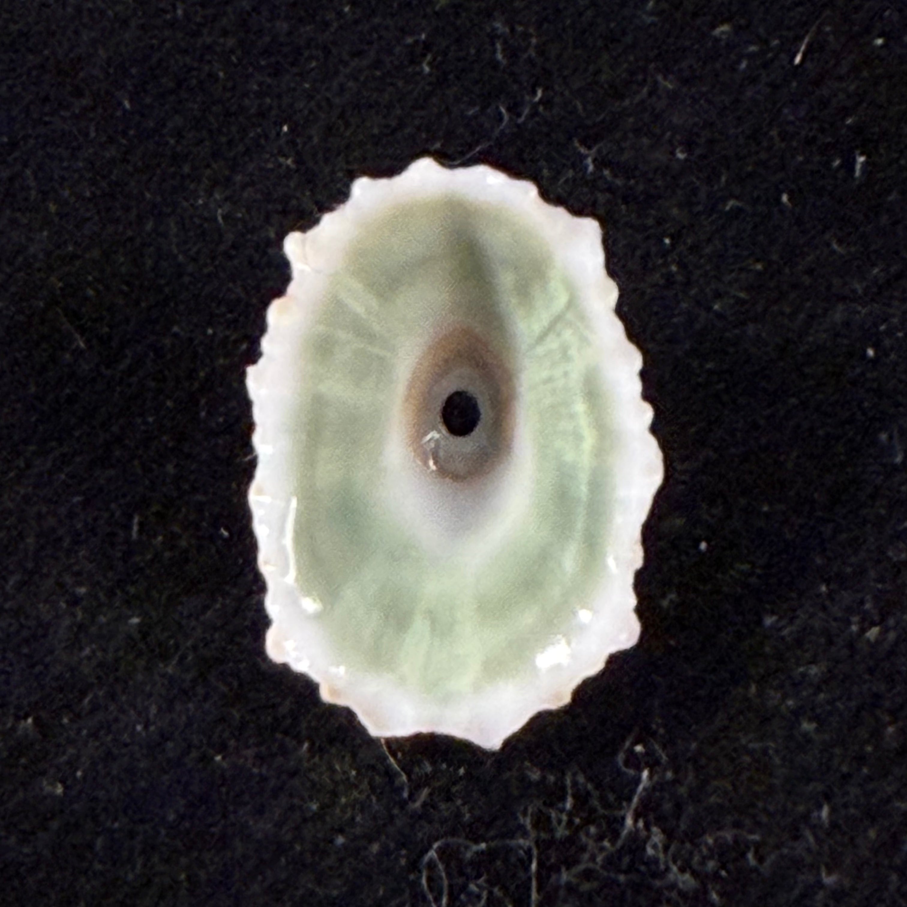 Fissurella barbadensis (Gmelin, 1791) - 19,3mm