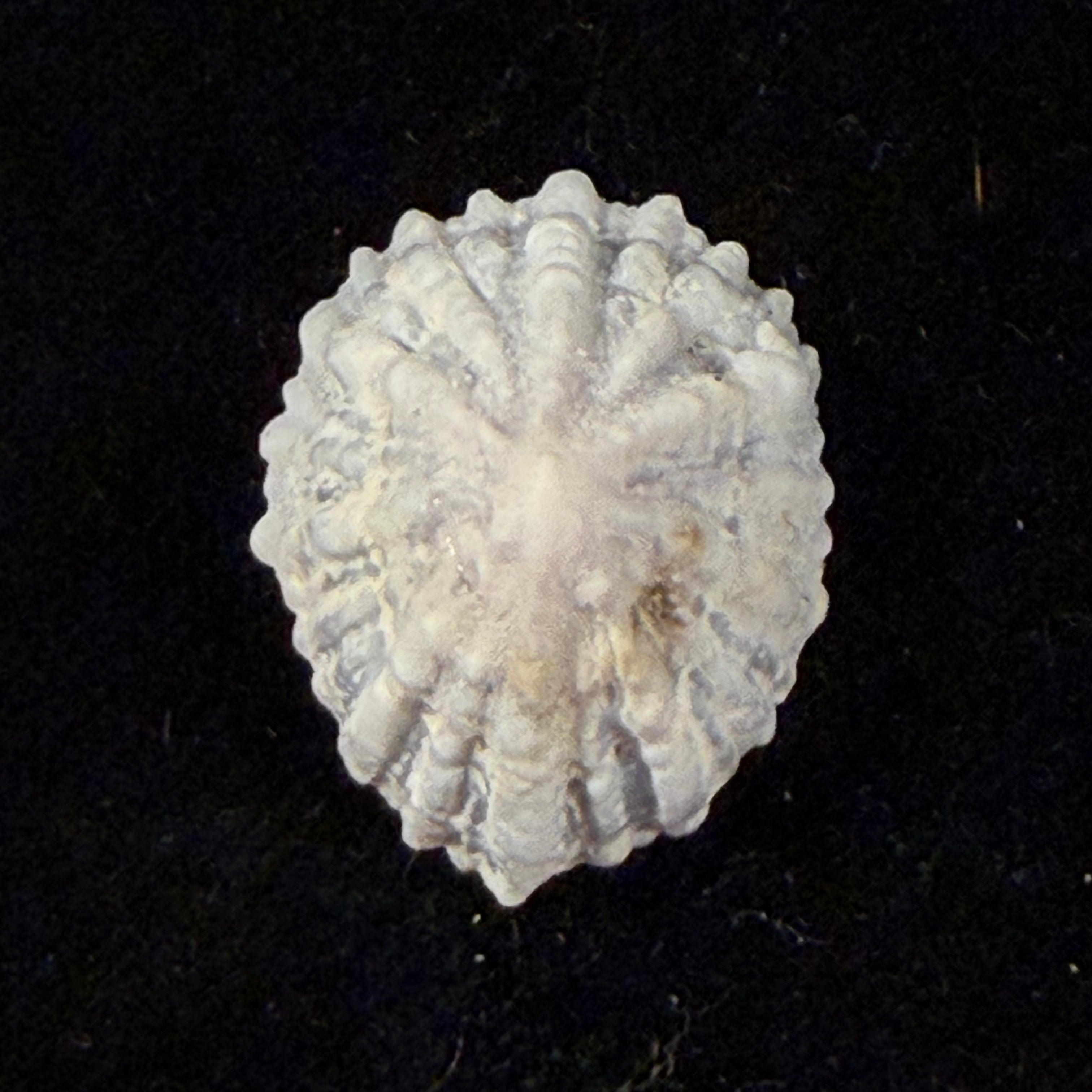 Hemitoma octoradiata (Gmelin, 1795) - 22,4mm