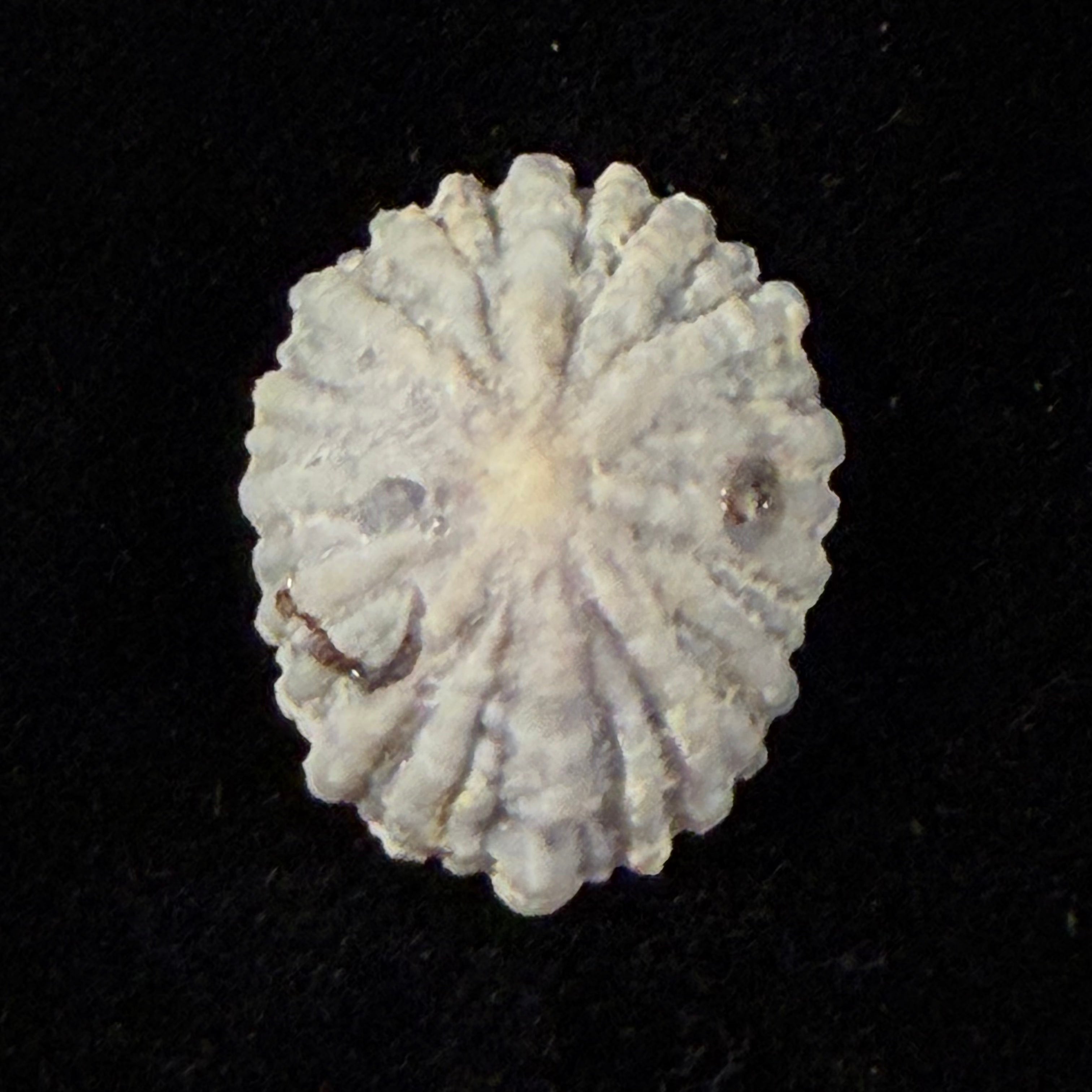 Hemitoma octoradiata (Gmelin, 1795) - 23,4mm