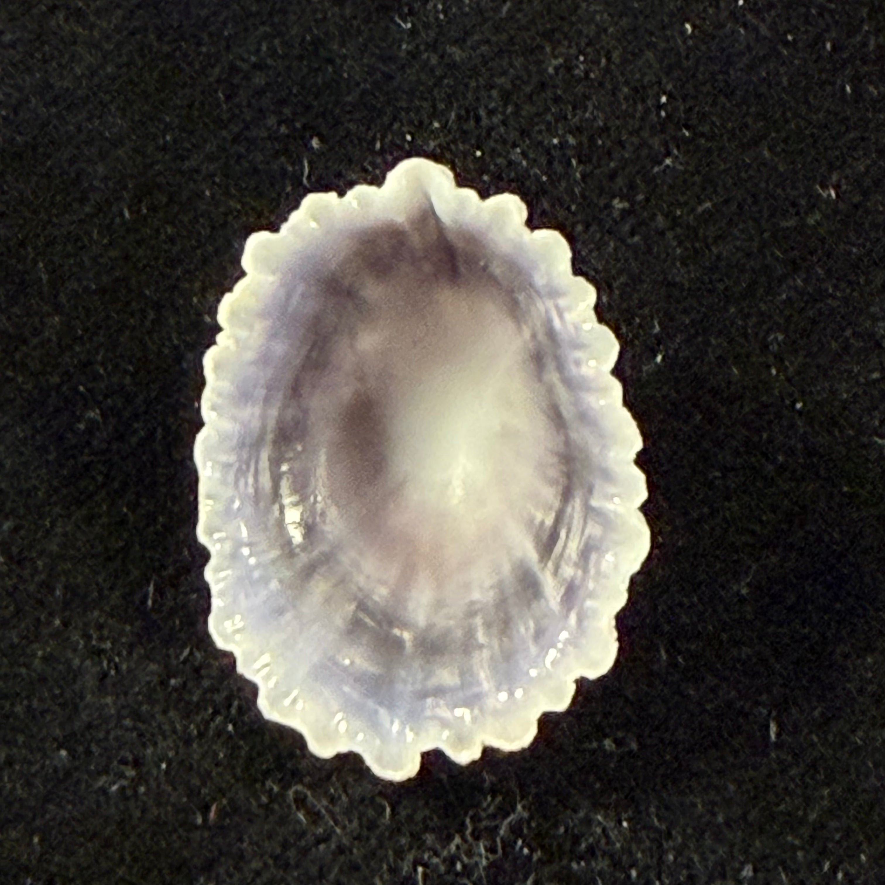 Hemitoma octoradiata (Gmelin, 1795) - 23,4mm