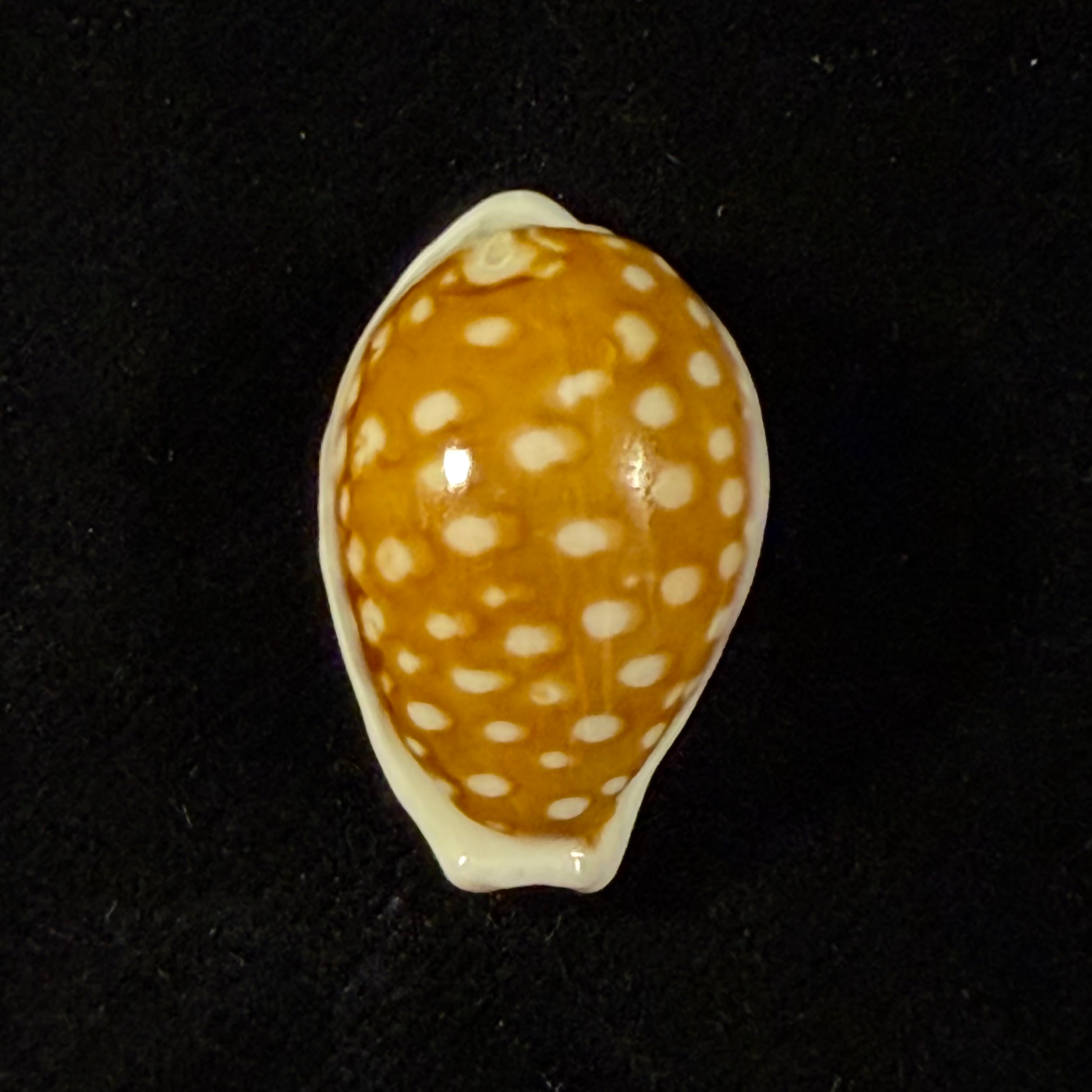Cribrarula rottnestensis Lorenz, 2002 - 28,9mm
