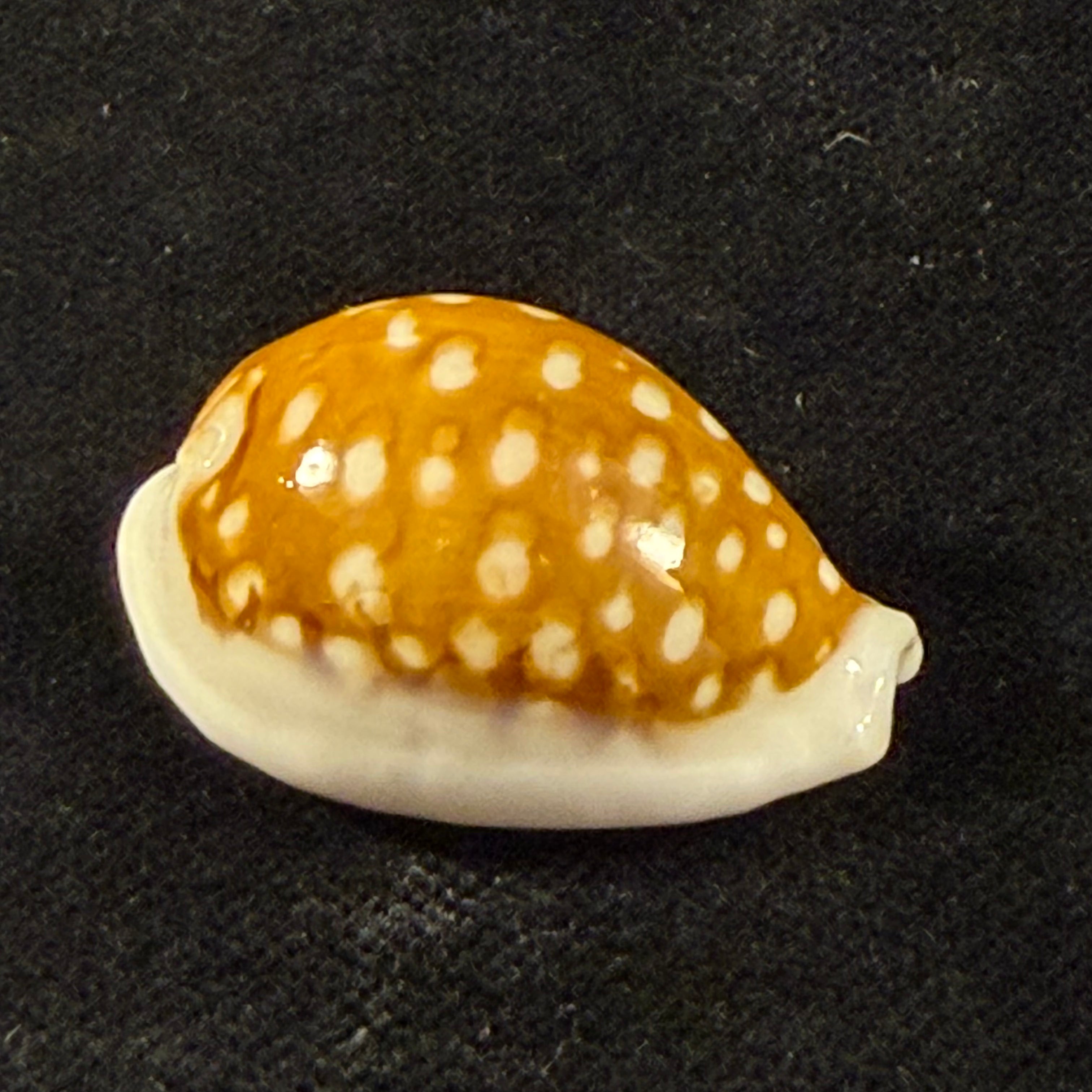 Cribrarula rottnestensis Lorenz, 2002 - 28,9mm