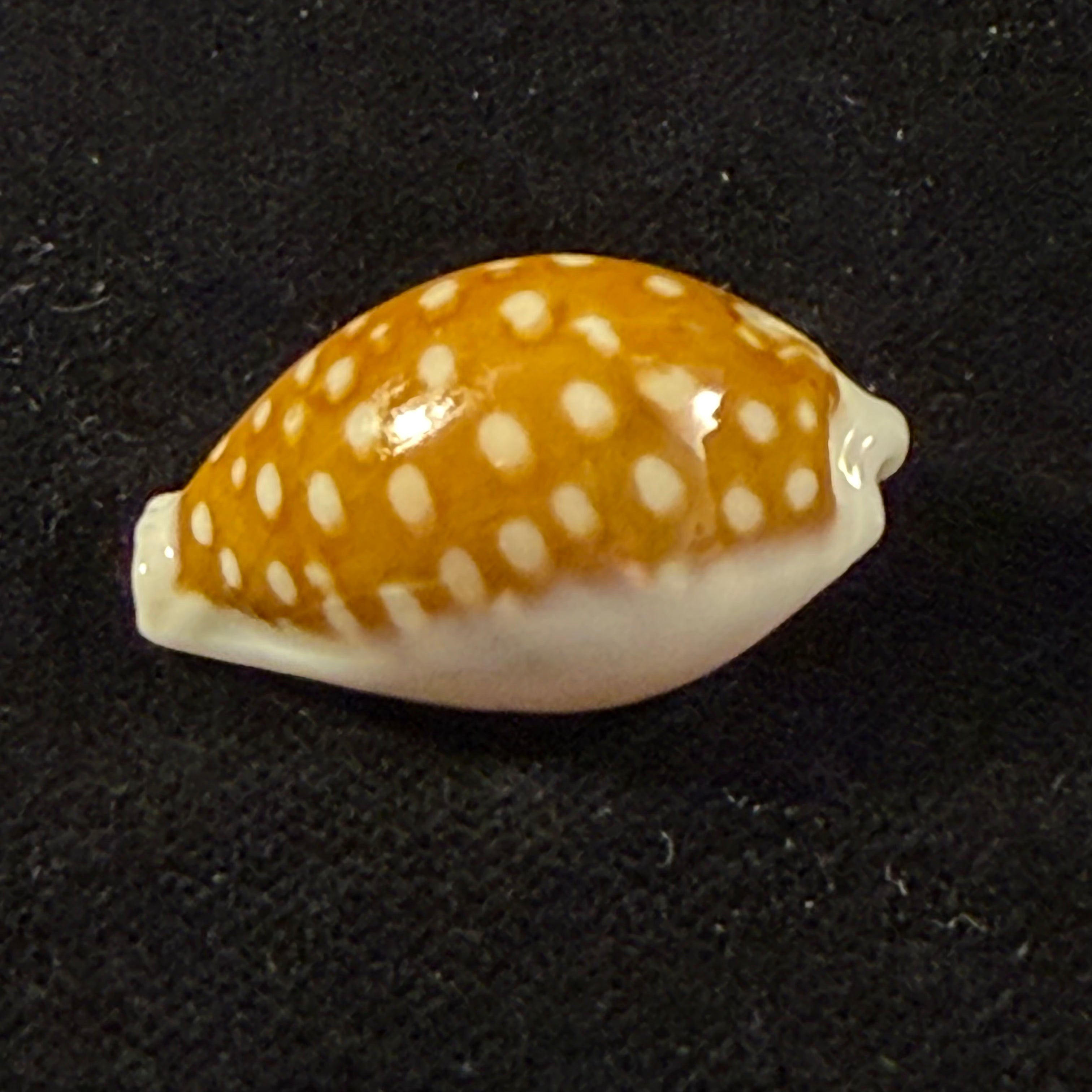 Cribrarula rottnestensis Lorenz, 2002 - 28,9mm