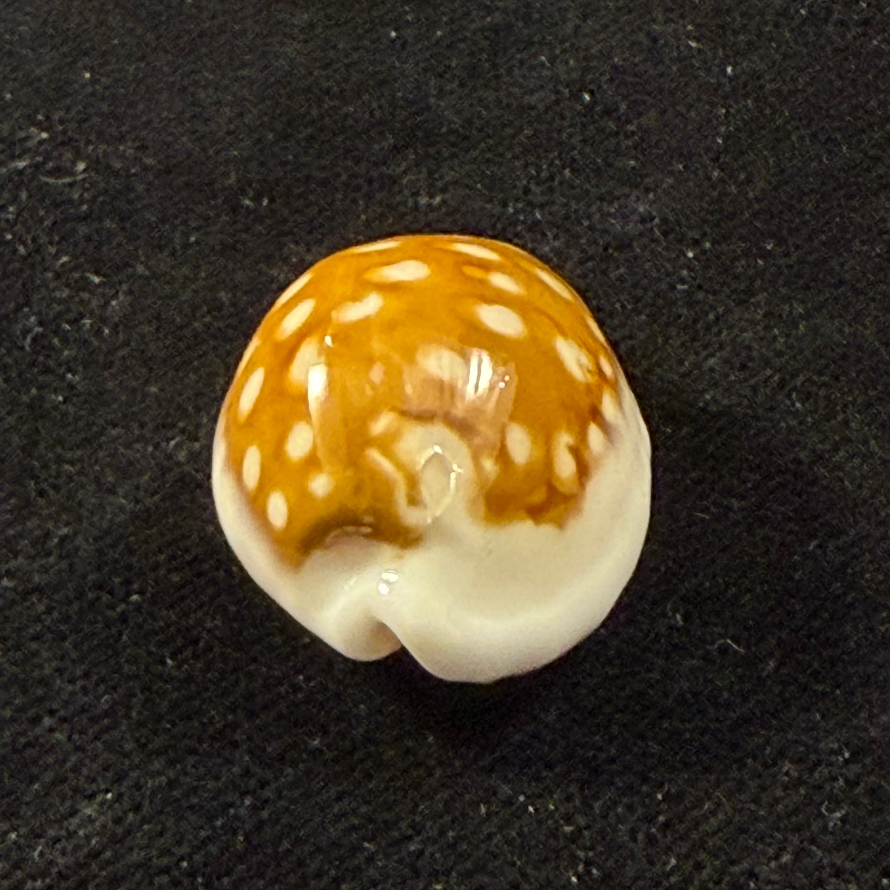 Cribrarula rottnestensis Lorenz, 2002 - 28,9mm