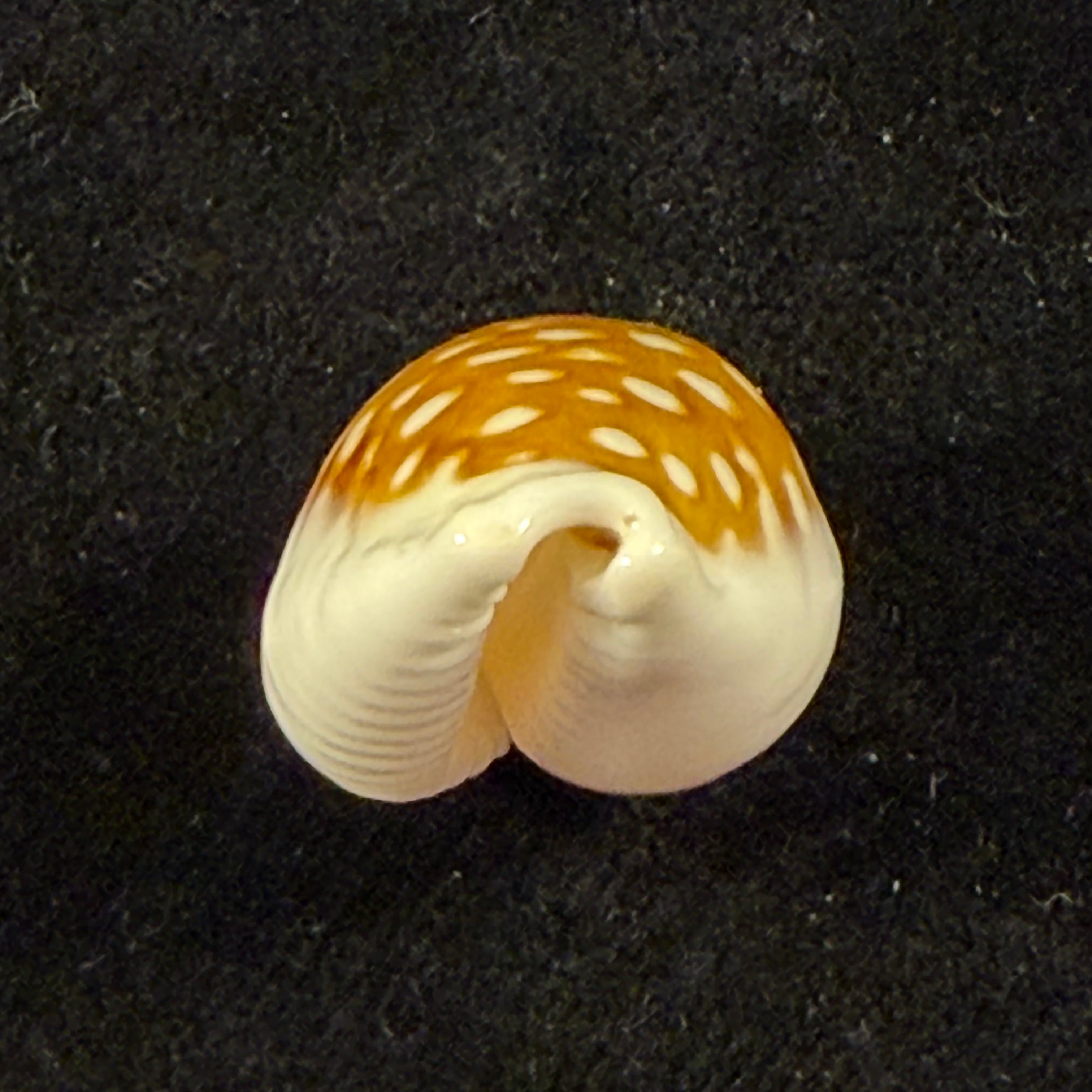 Cribrarula rottnestensis Lorenz, 2002 - 28,9mm