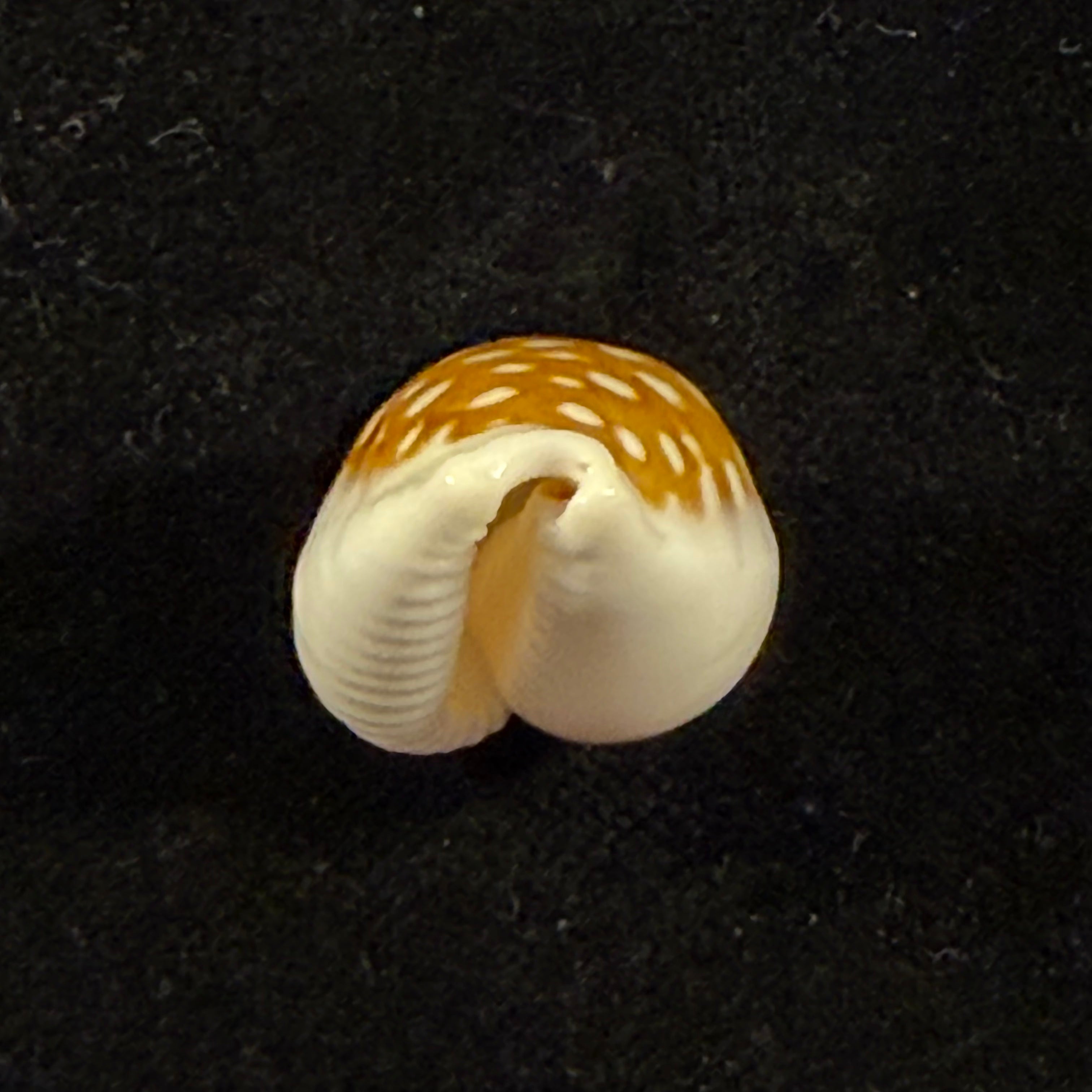 Cribrarula rottnestensis Lorenz, 2002 - 28,9mm
