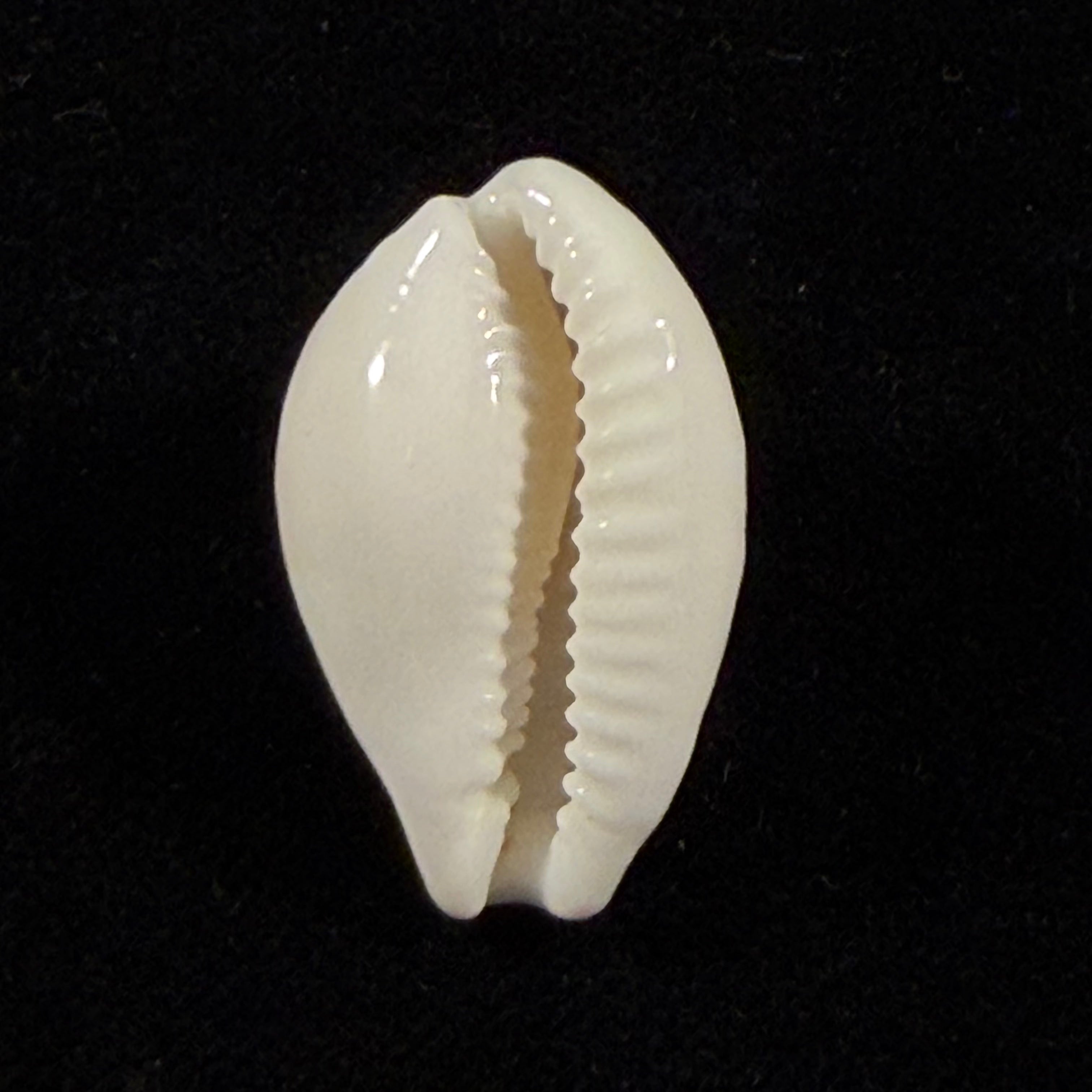 Cribrarula rottnestensis Lorenz, 2002 - 28,9mm