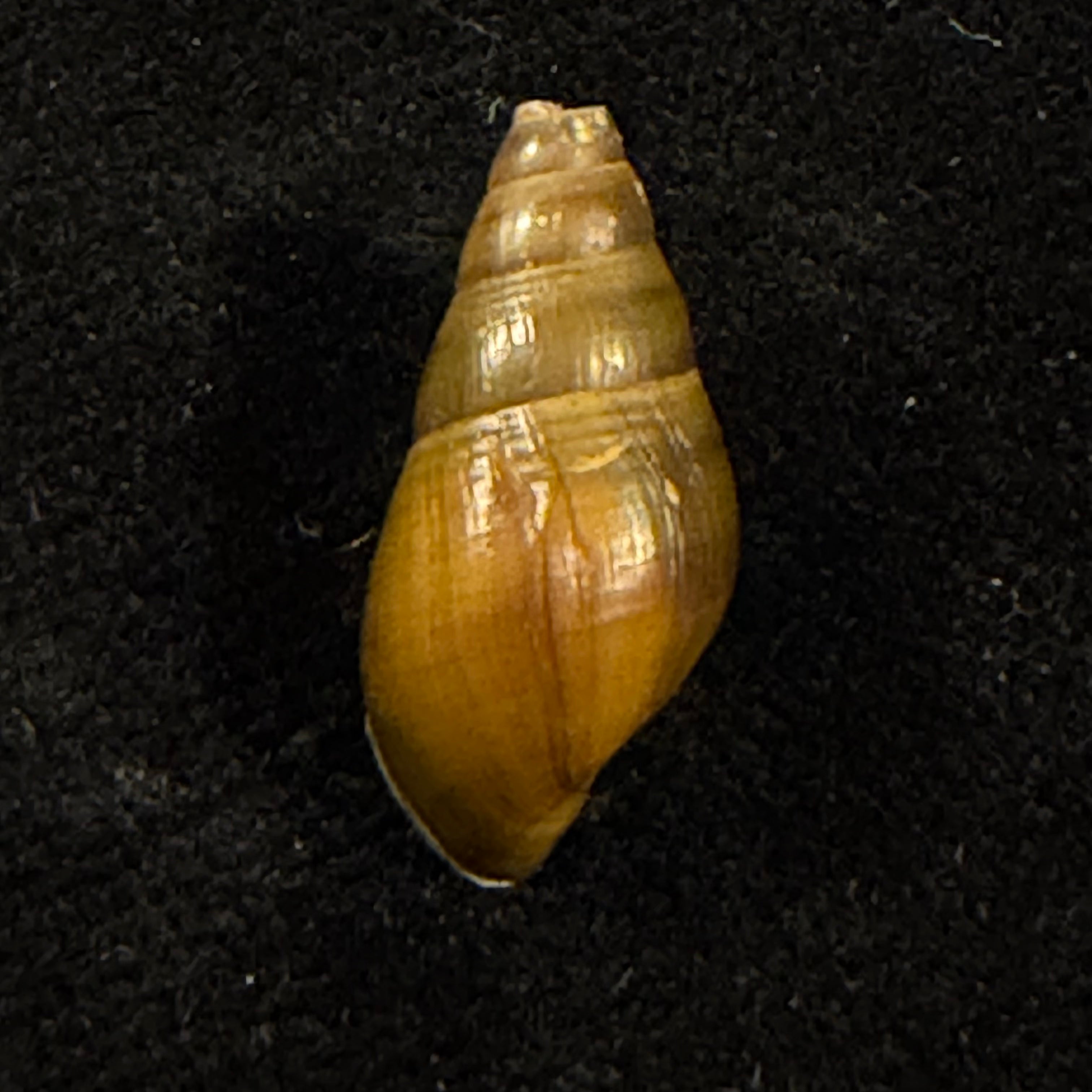 Semisulcospira egretta Y.-Z. Meng, 2025 - 19,4mm