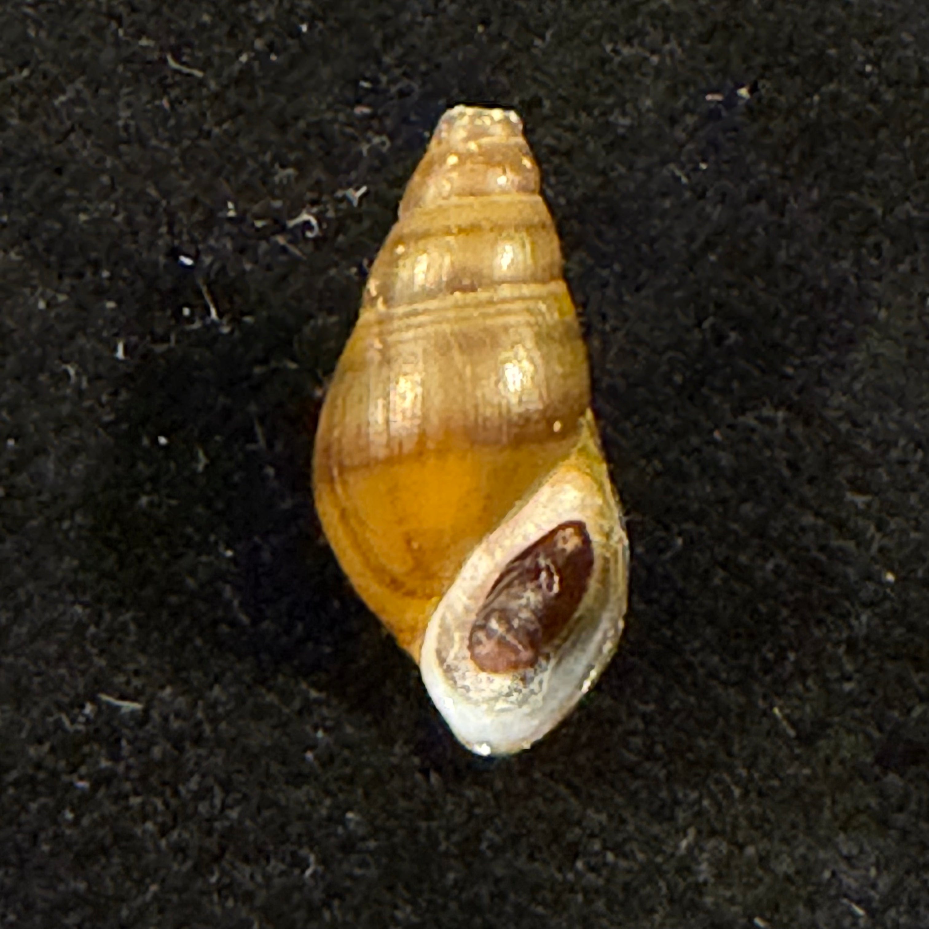 Semisulcospira egretta Y.-Z. Meng, 2025 - 19,4mm