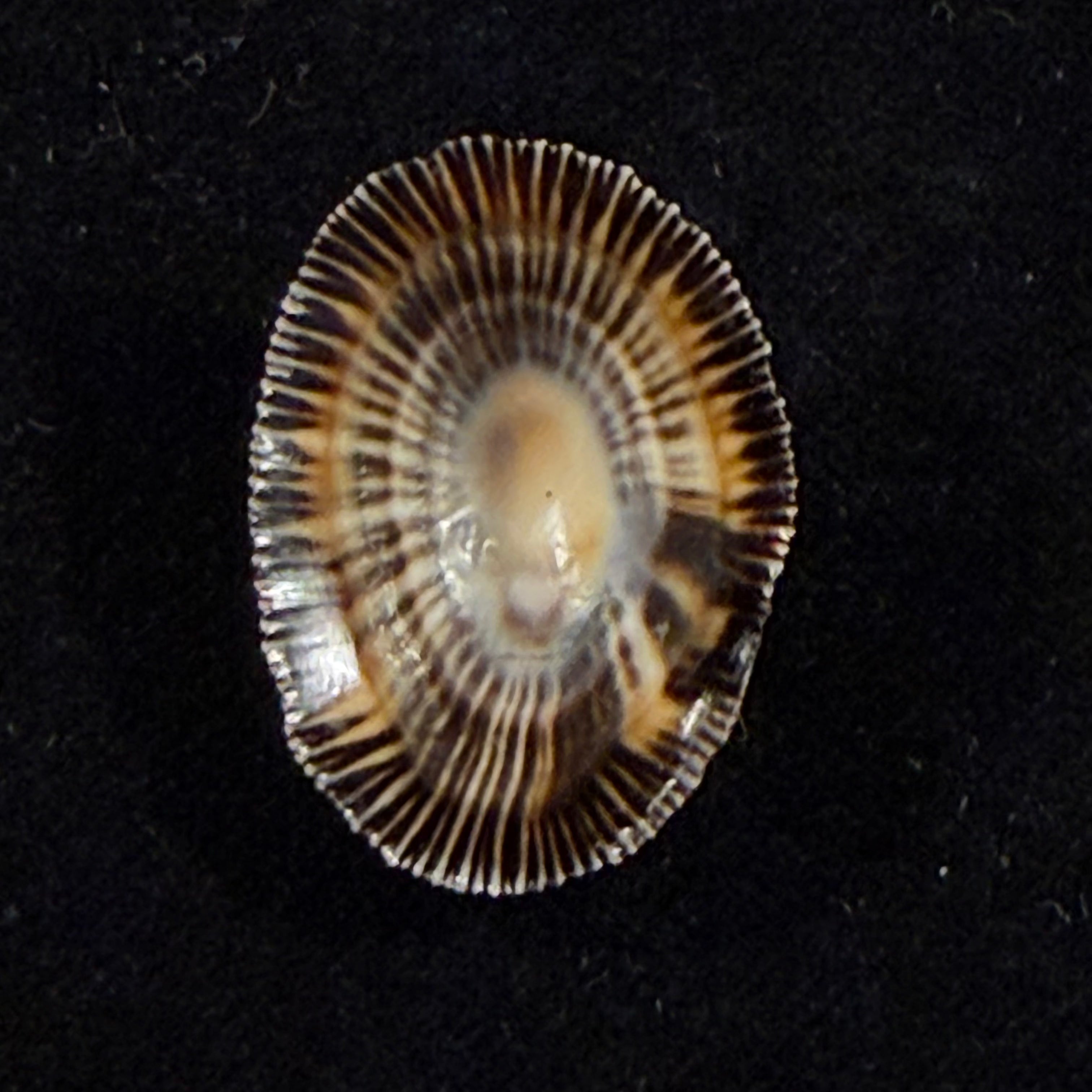Siphonaria pectinata (Linnaeus, 1758) - 29,3mm