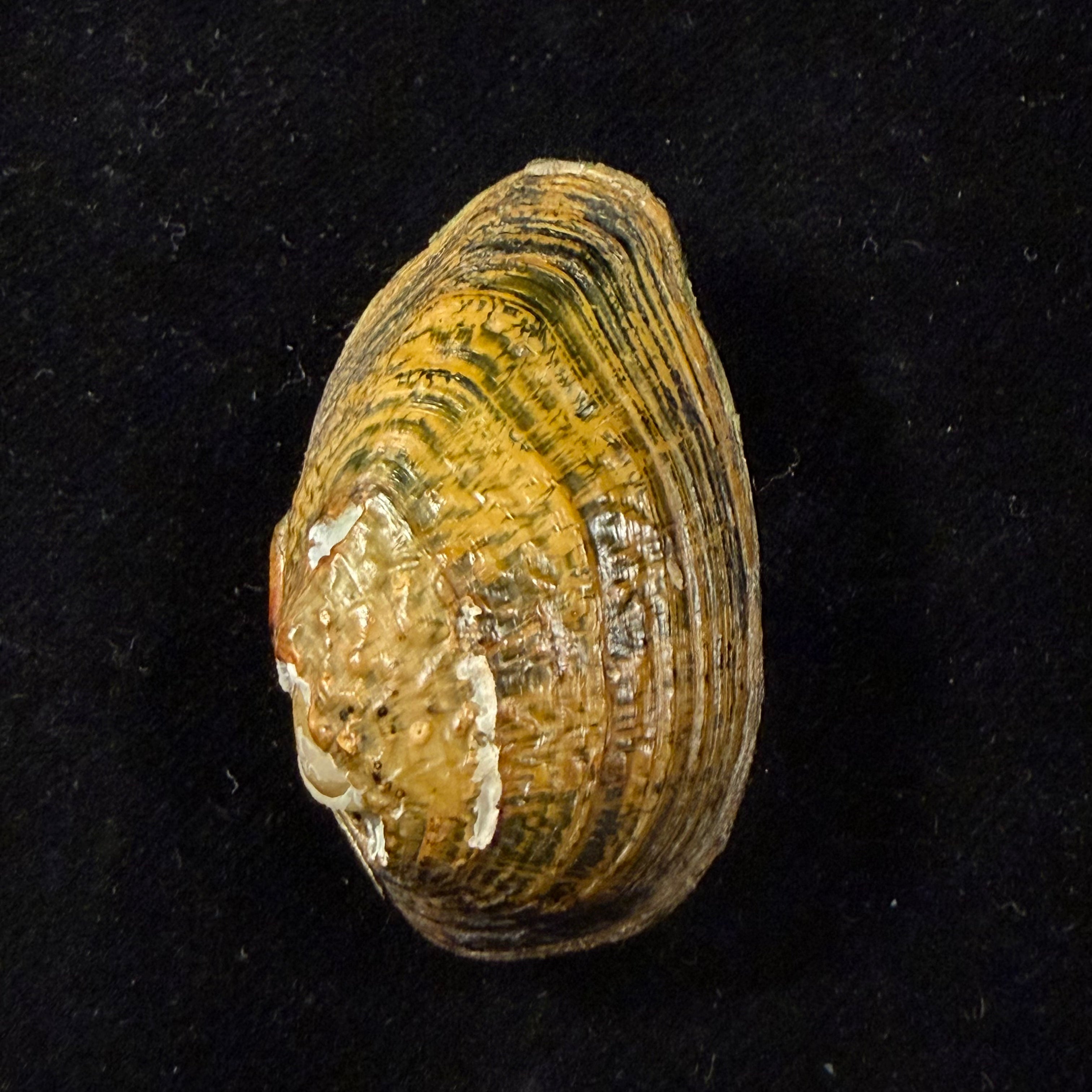 Diaurora aurorea (Heude, 1883) - 43,5mm