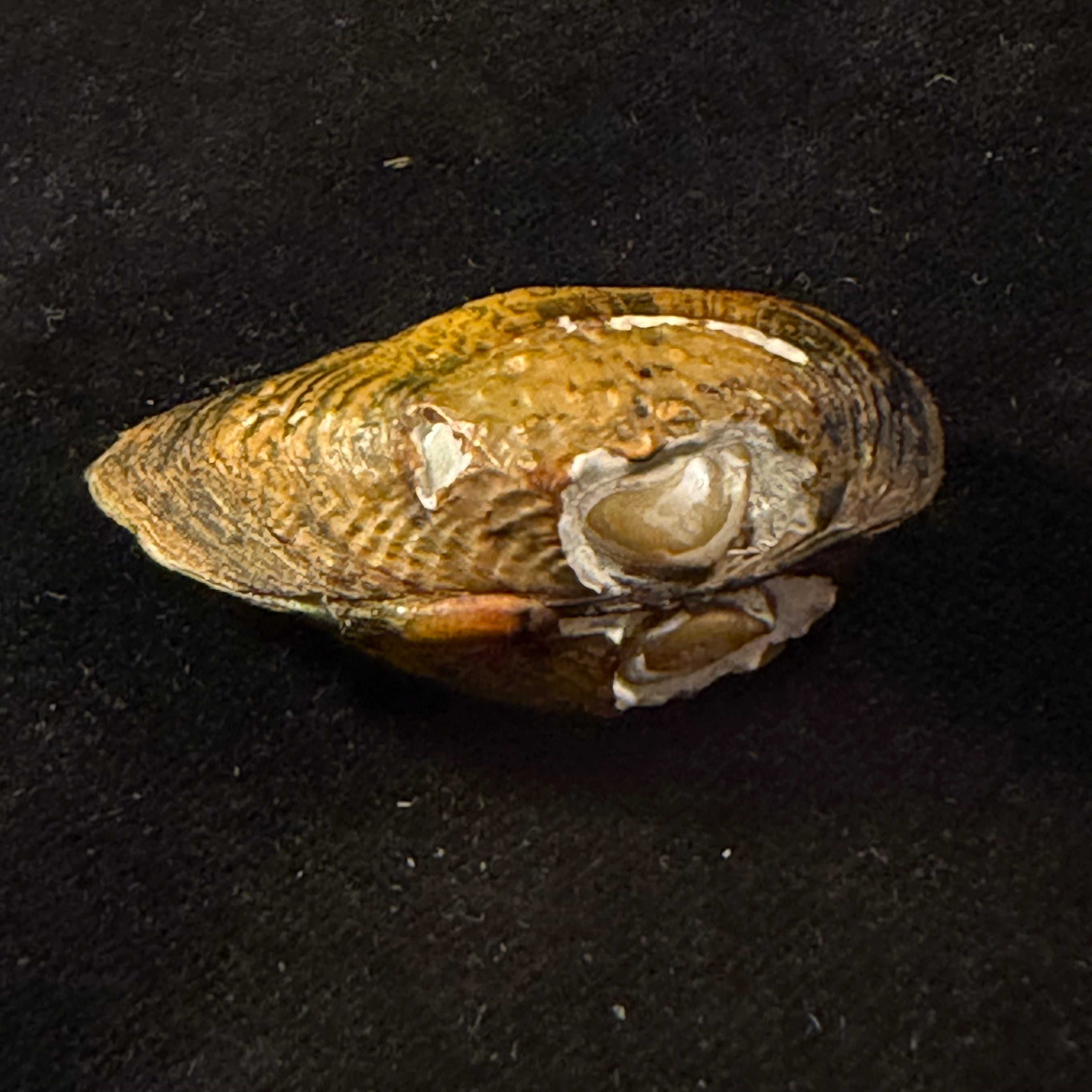 Diaurora aurorea (Heude, 1883) - 43,5mm