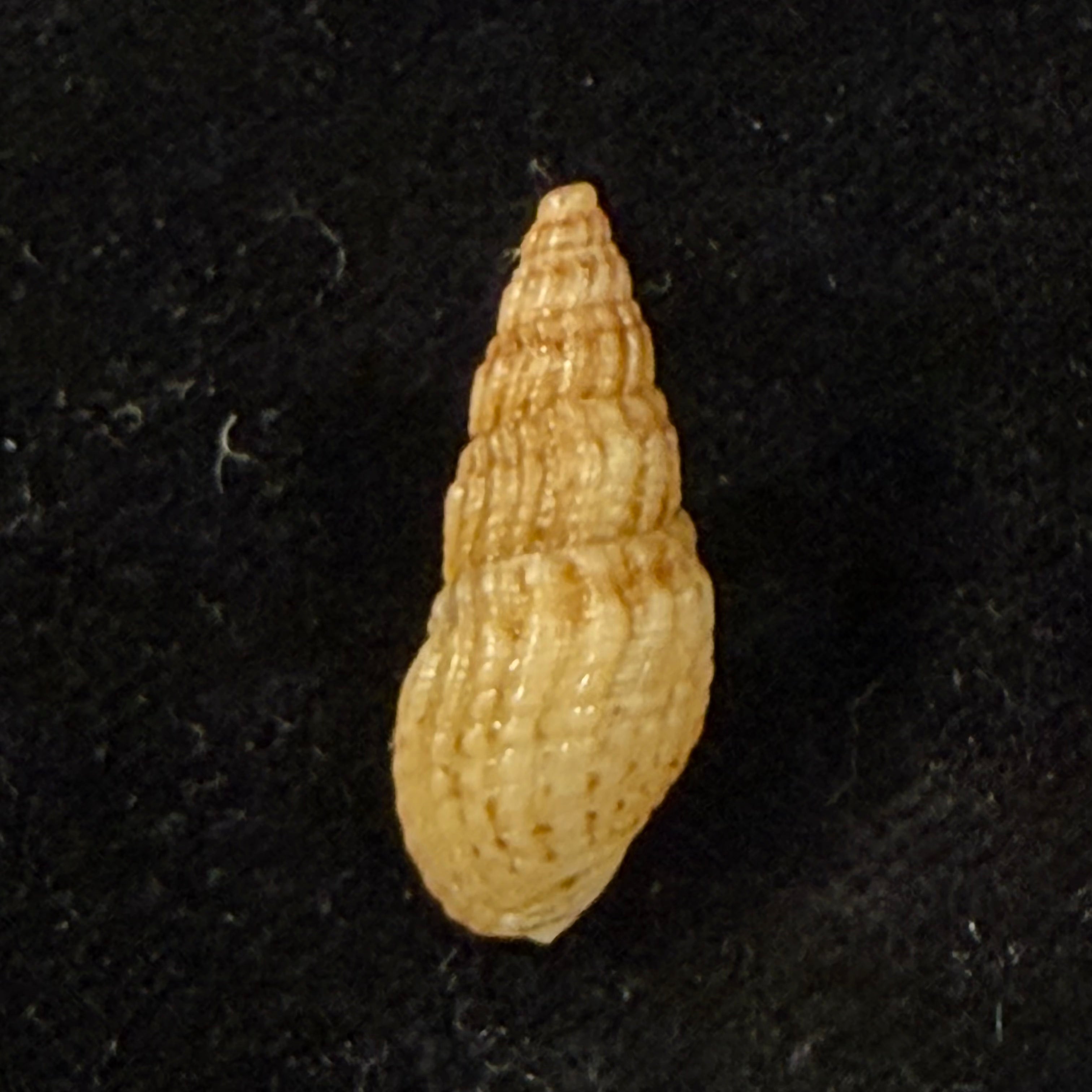 Sermyla riquetii (Grateloup, 1840) - 23,3mm