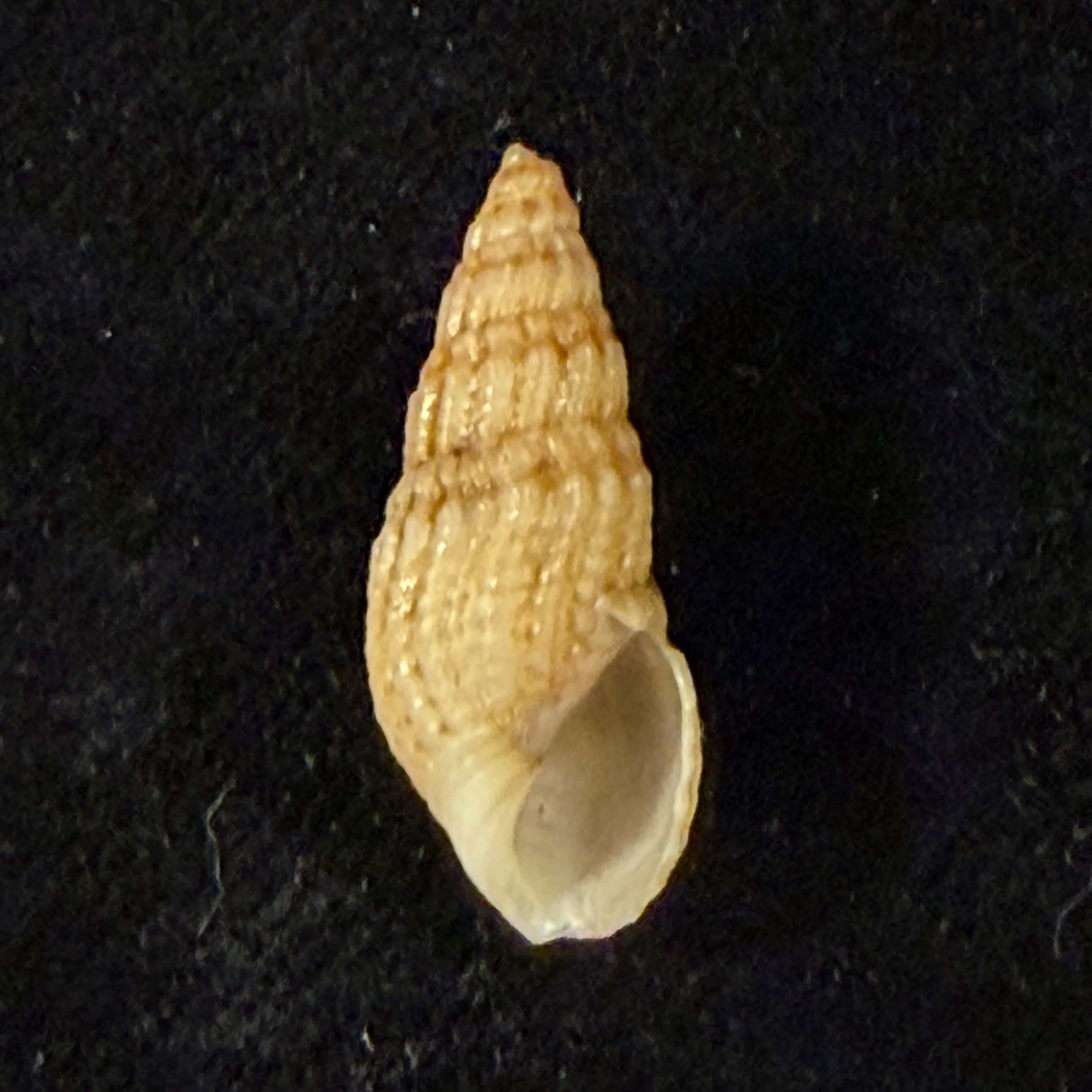 Sermyla riquetii (Grateloup, 1840) - 23,3mm
