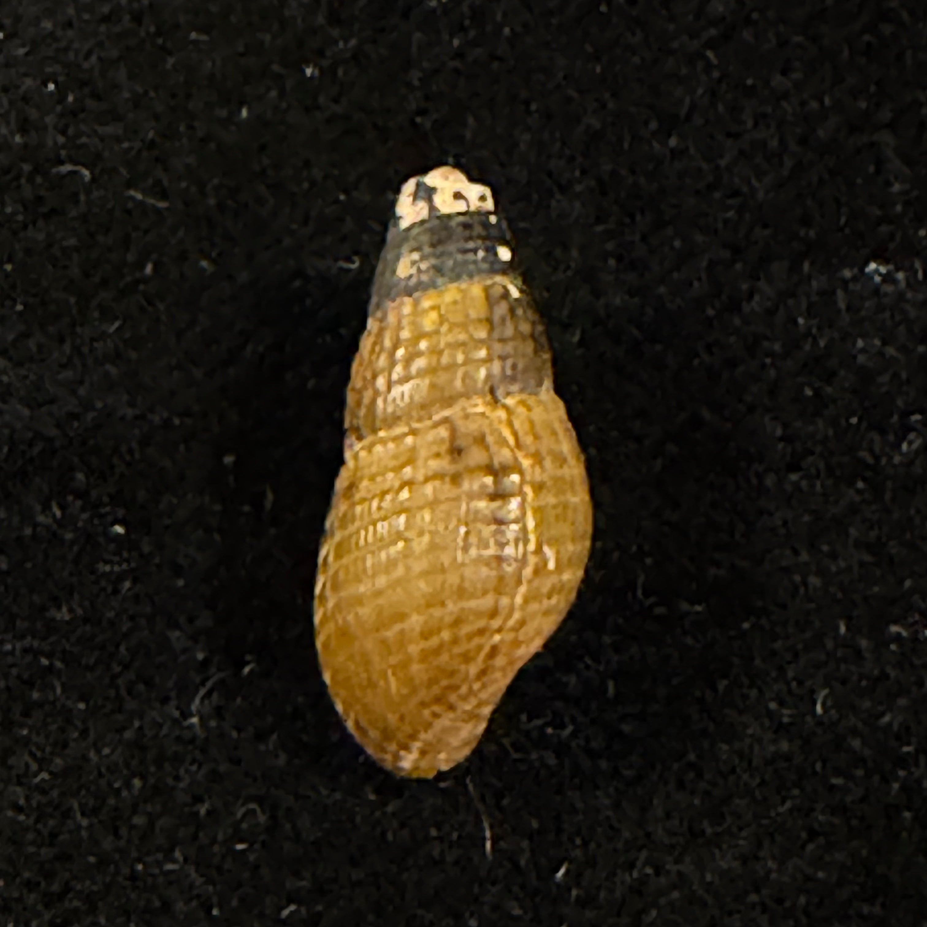 Tarebia celebensis (Quoy & Gaimard, 1832) - 19,2mm