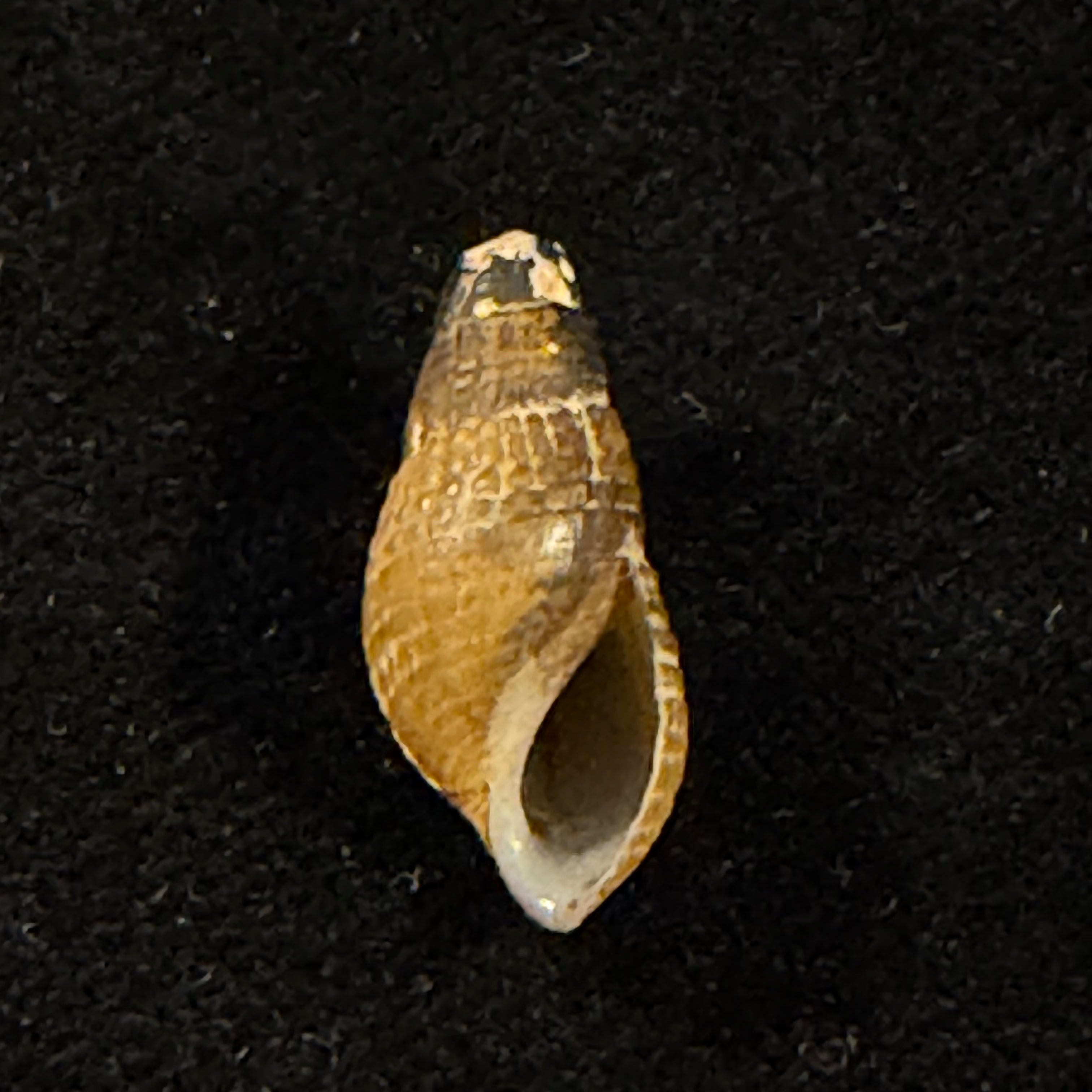 Tarebia celebensis (Quoy & Gaimard, 1832) - 19,2mm