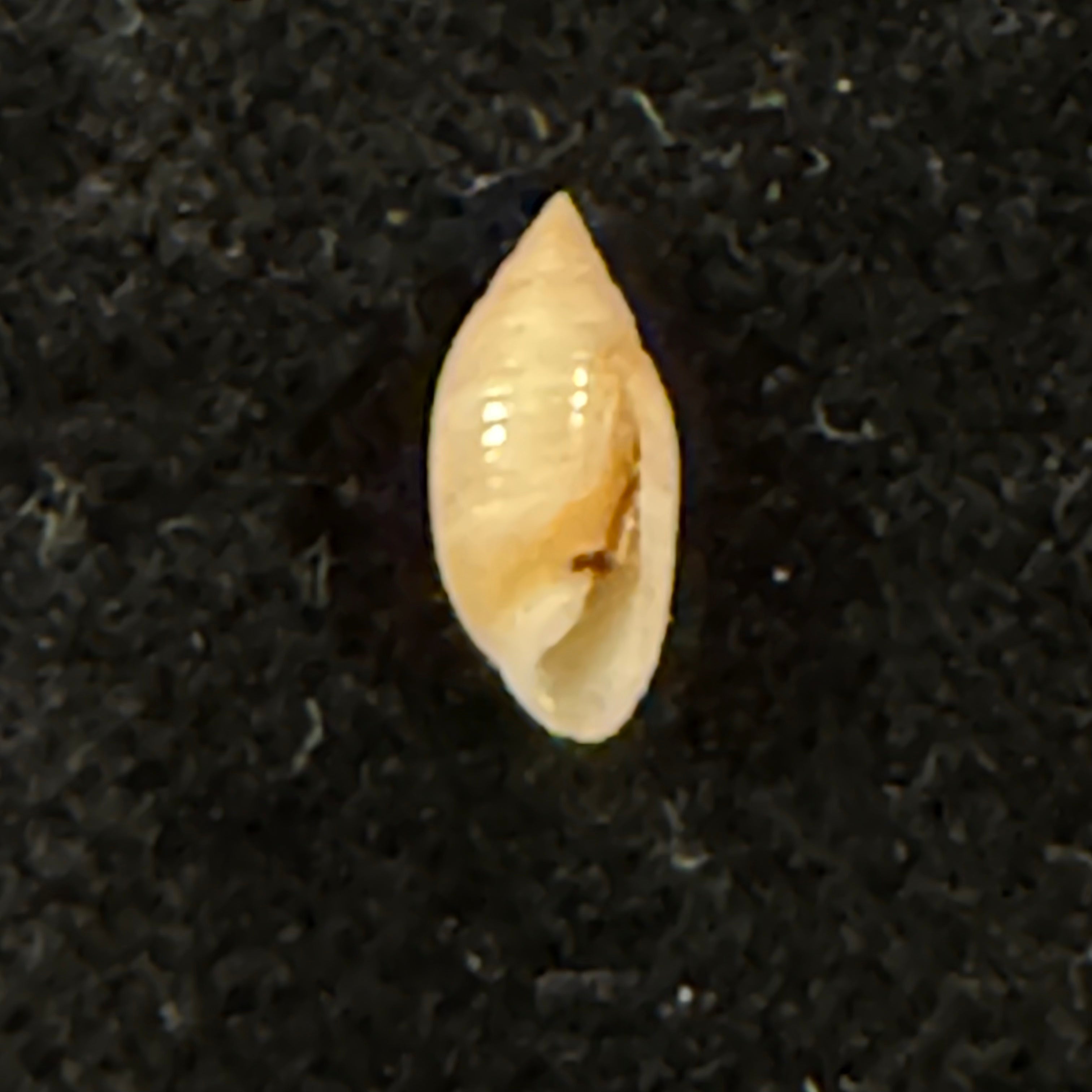 Pupa tessellata (Reeve, 1842) - 8,4mm