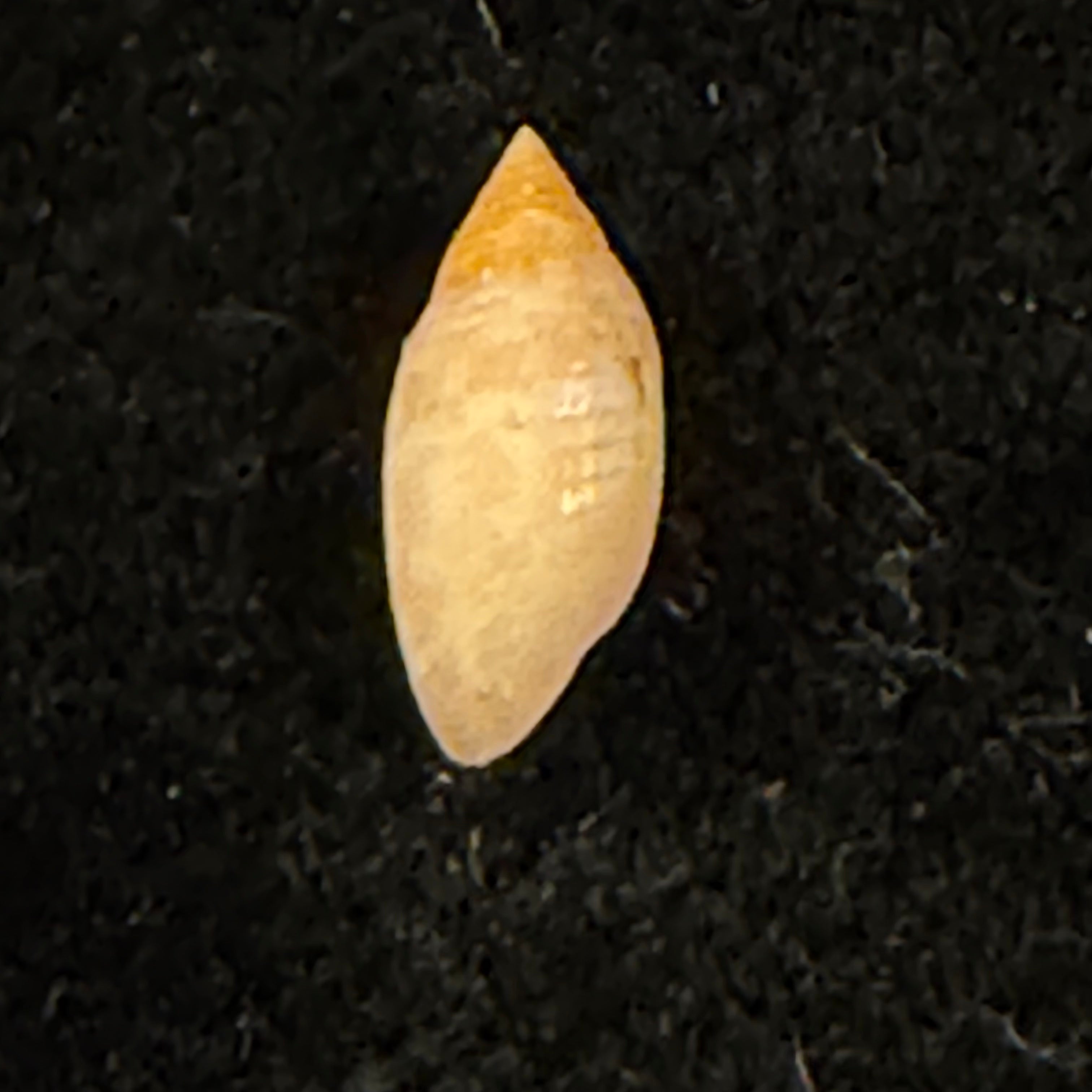 Pupa tessellata (Reeve, 1842) - 8,8mm