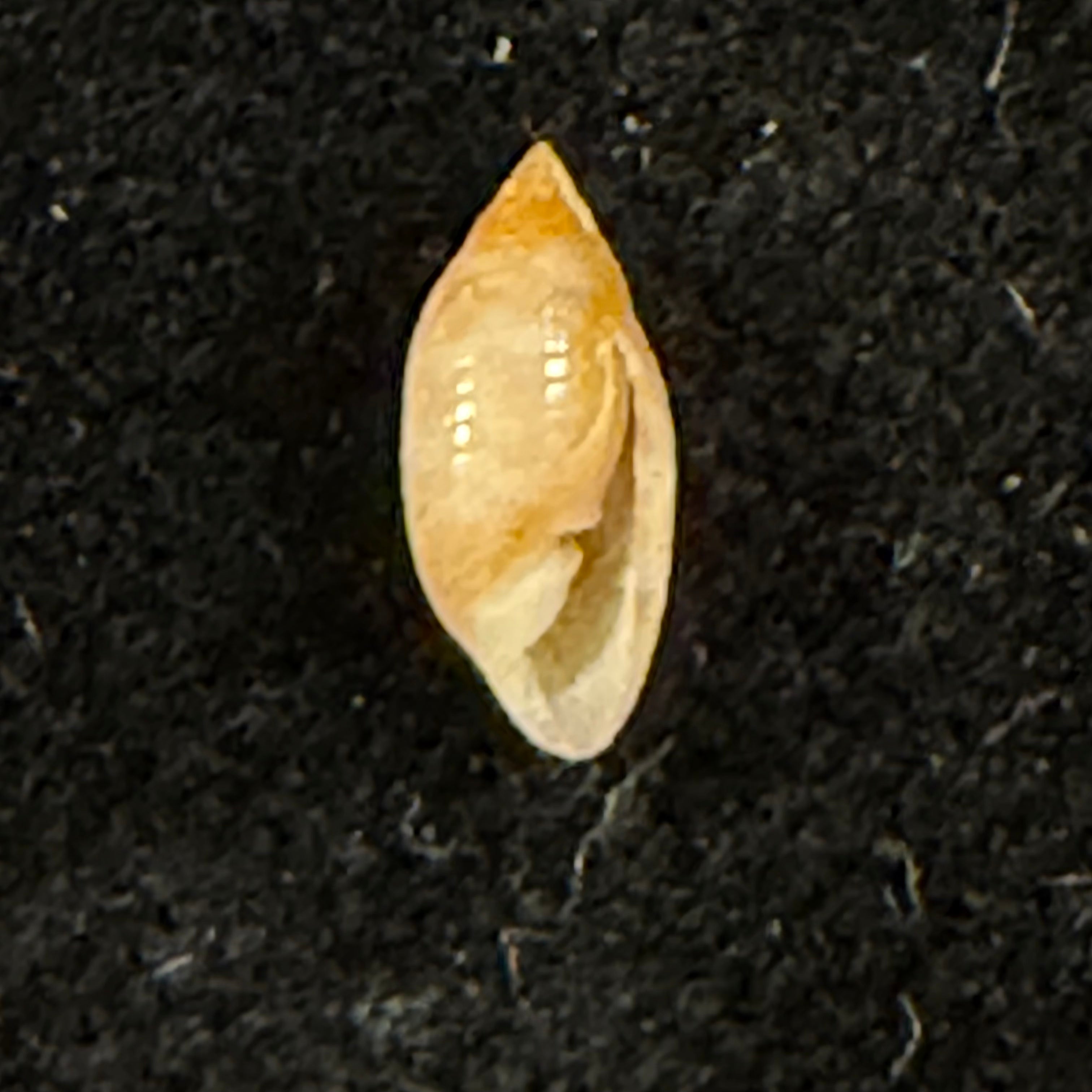 Pupa tessellata (Reeve, 1842) - 8,8mm