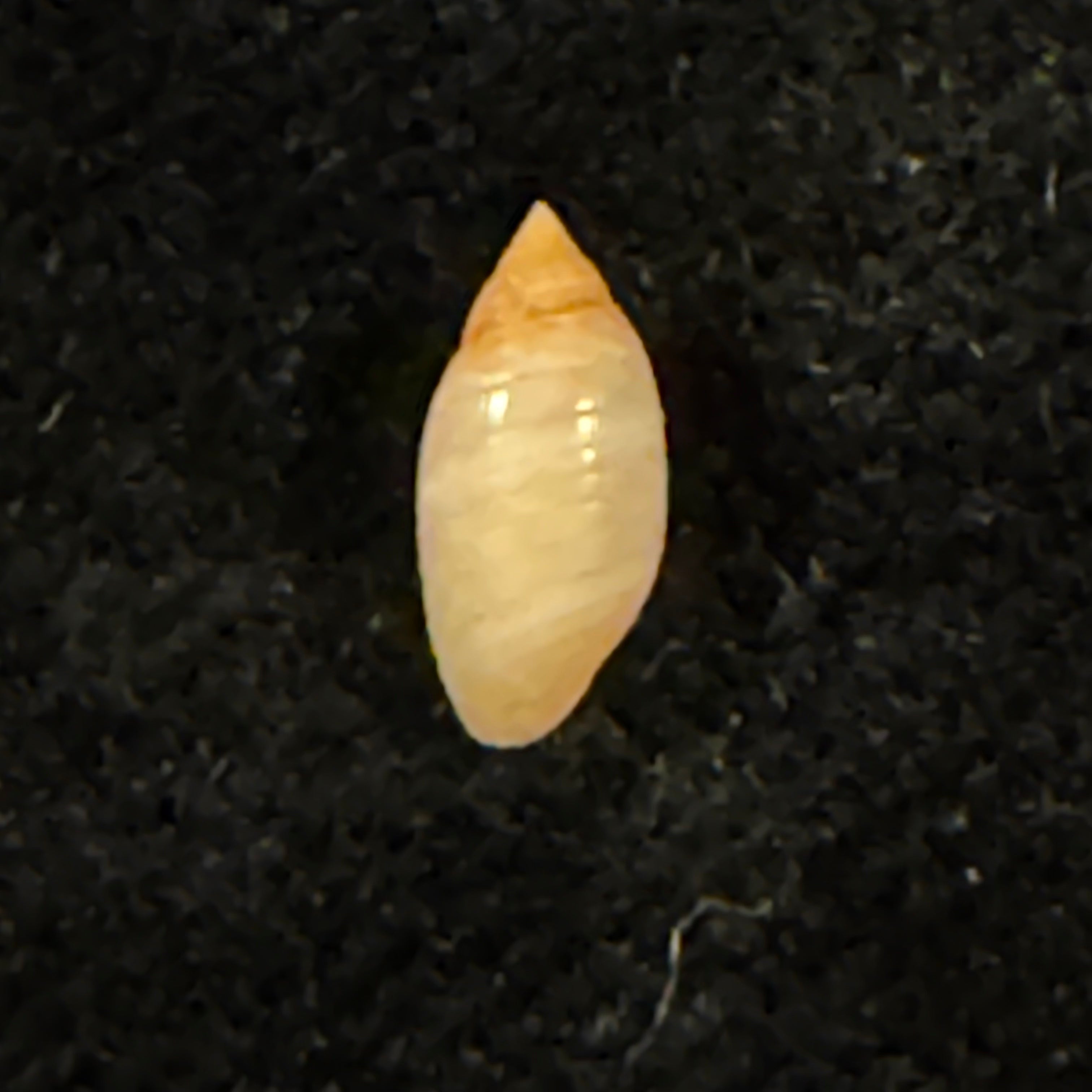 Pupa tessellata (Reeve, 1842) - 8,2mm