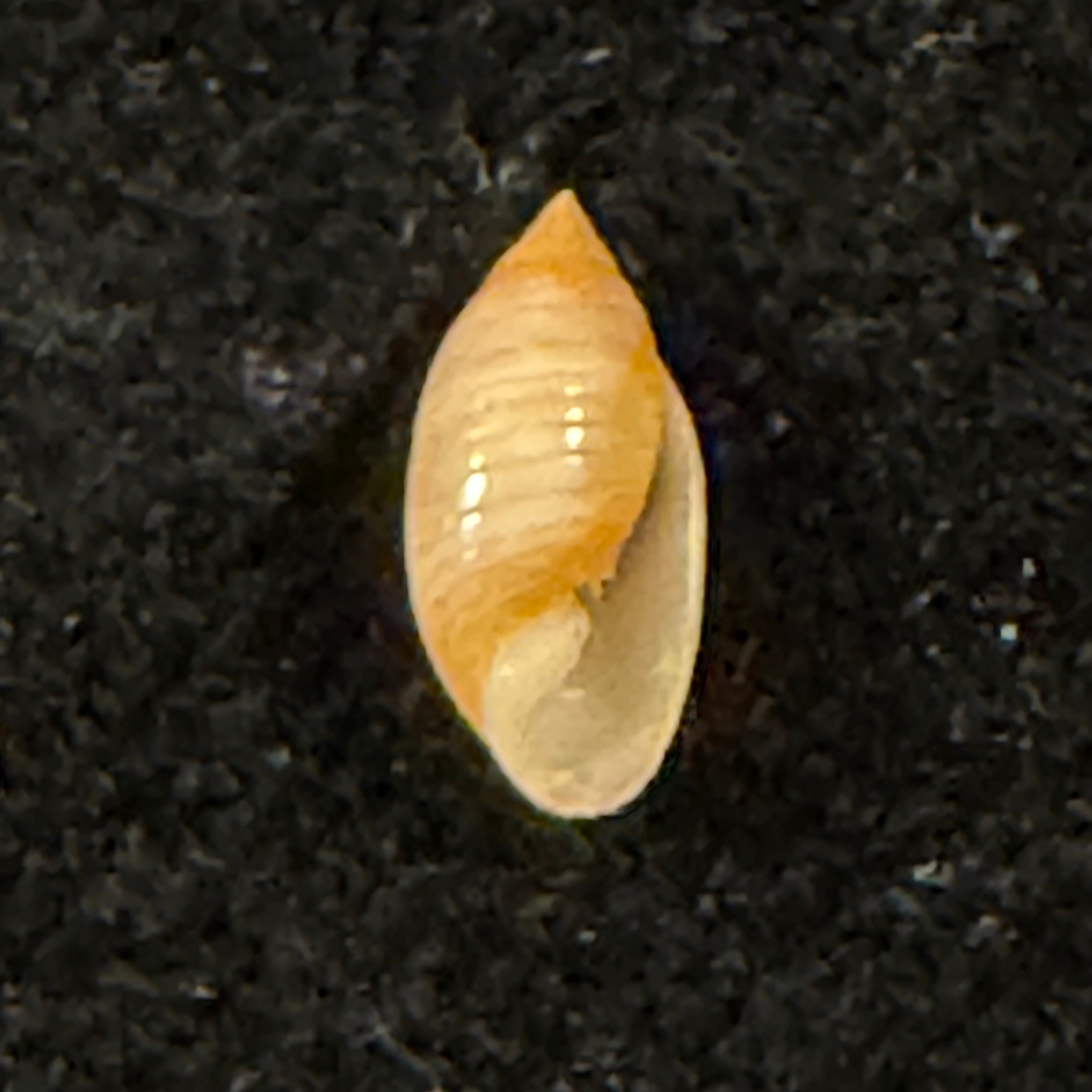 Pupa tessellata (Reeve, 1842) - 8,2mm