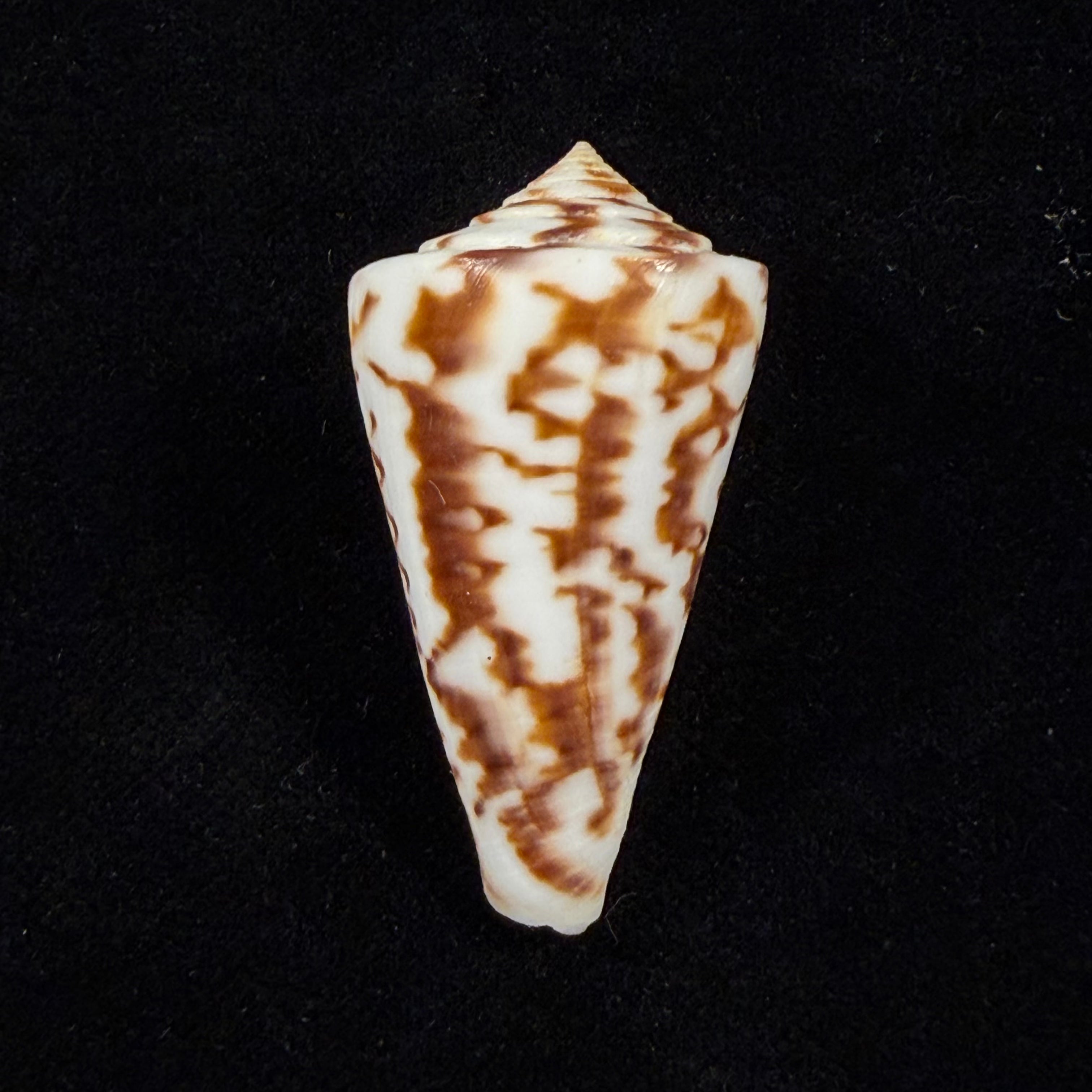 Conus clerii Reeve, 1844 - 42,9mm