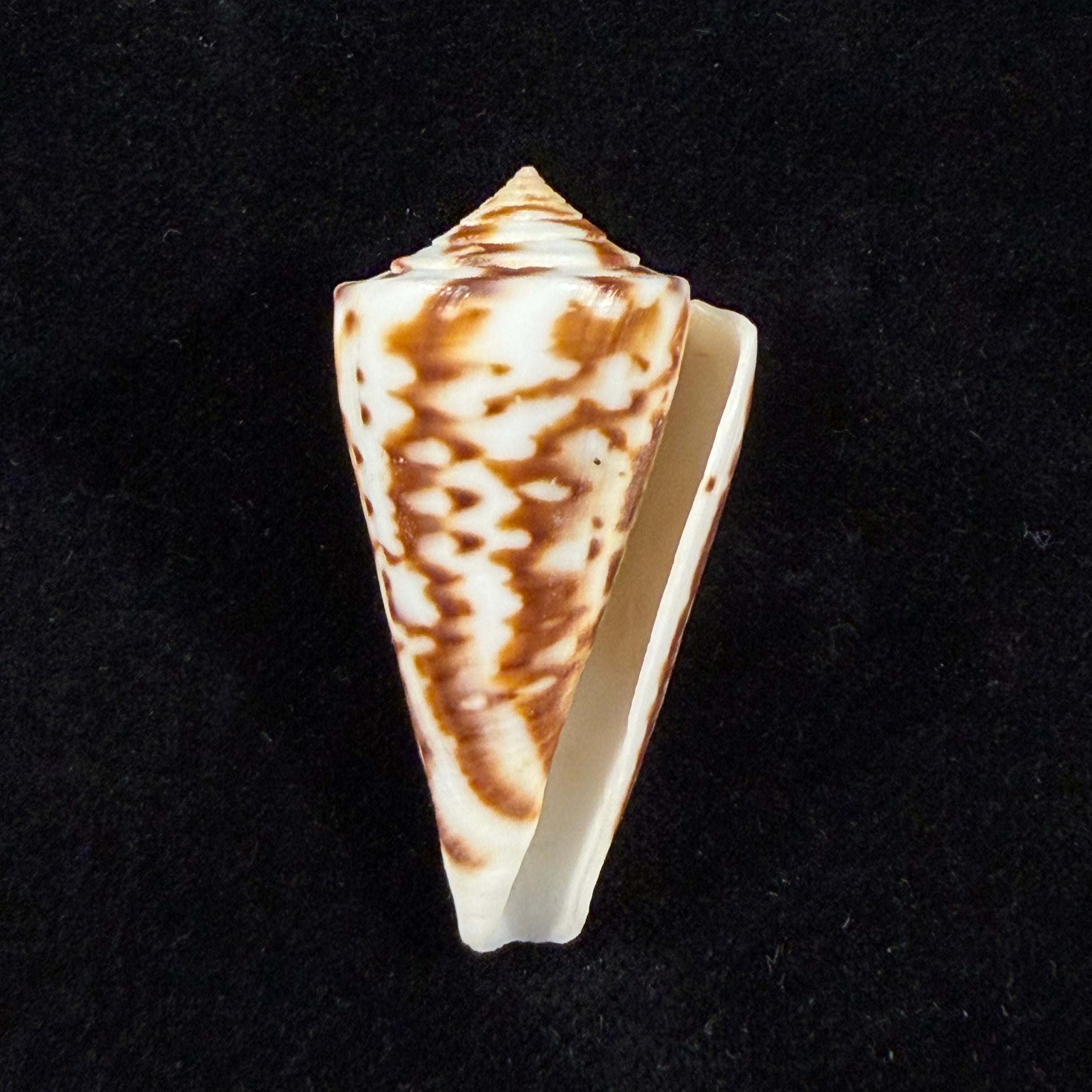 Conus clerii Reeve, 1844 - 42,9mm