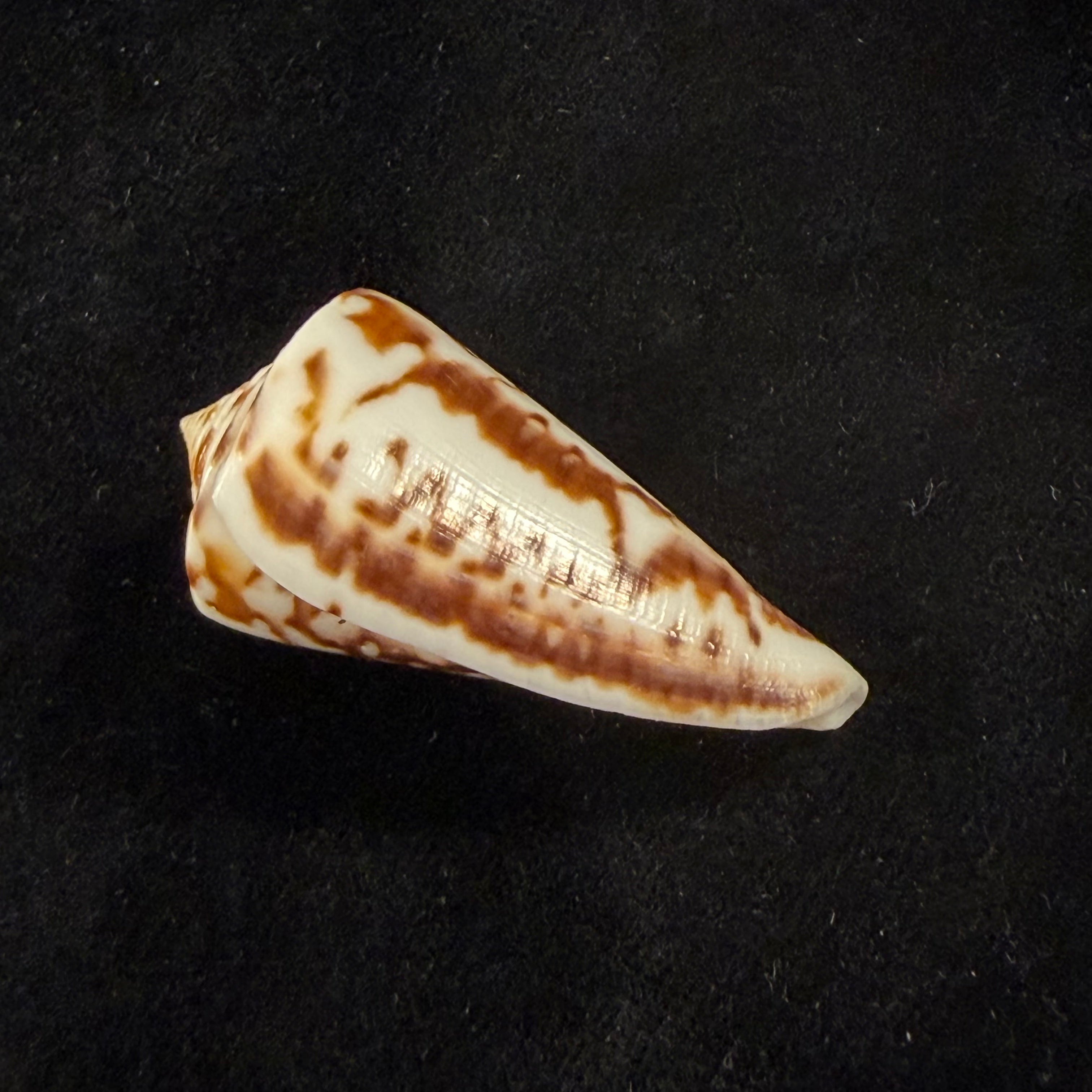 Conus clerii Reeve, 1844 - 42,9mm