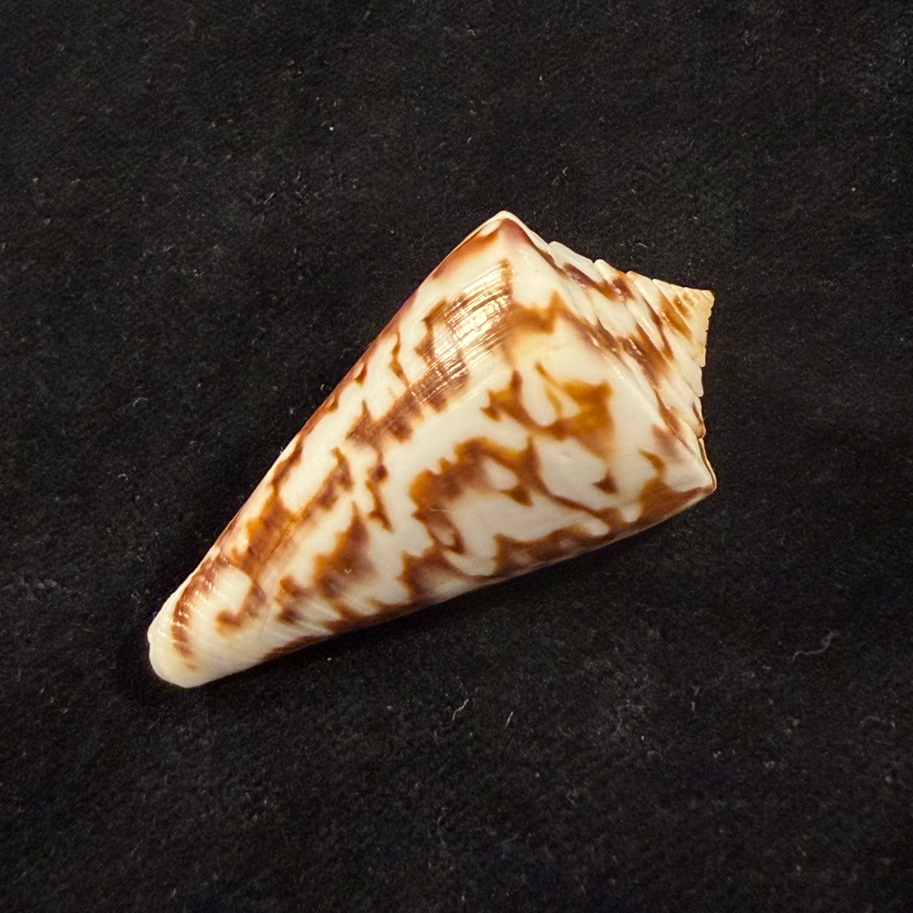 Conus clerii Reeve, 1844 - 42,9mm