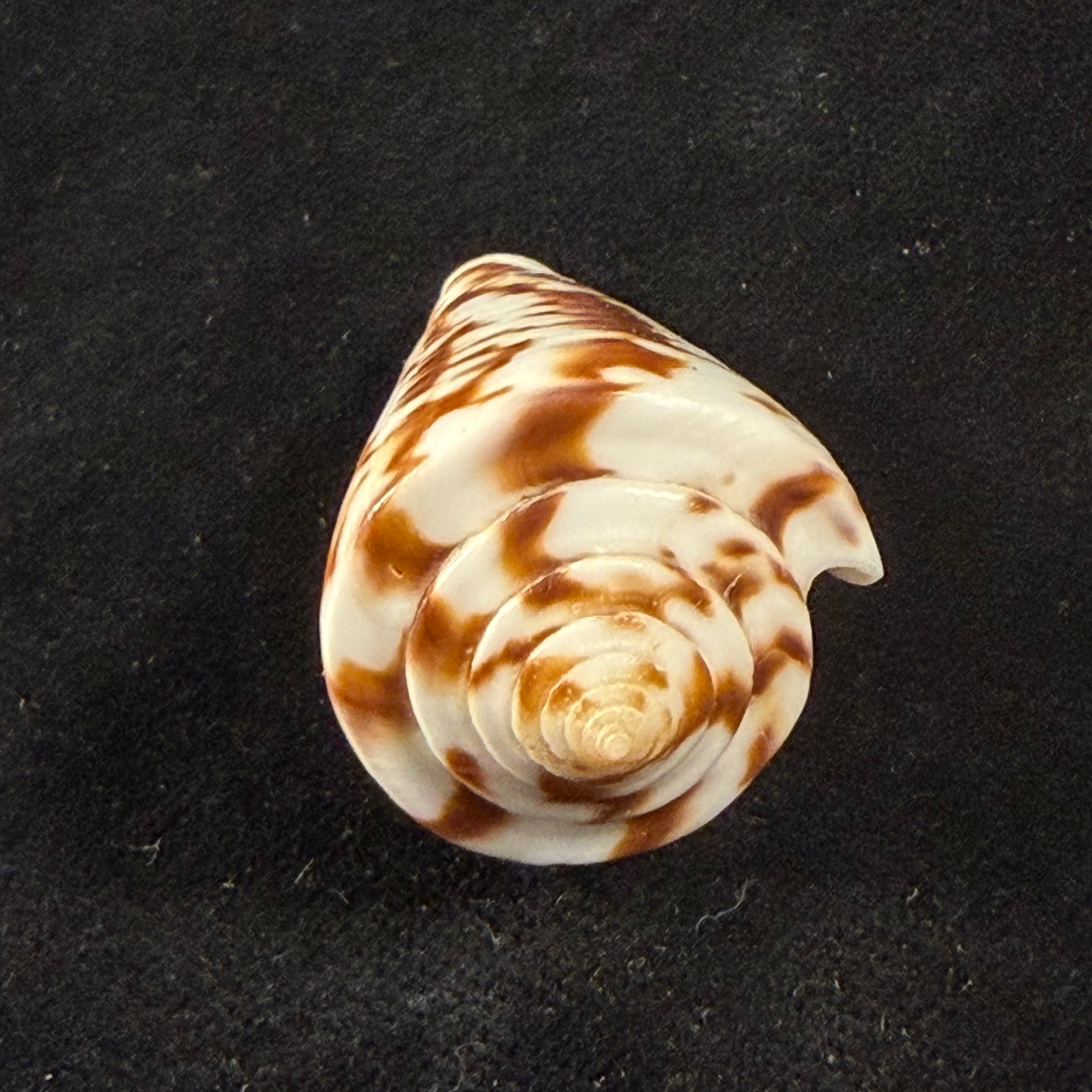 Conus clerii Reeve, 1844 - 42,9mm
