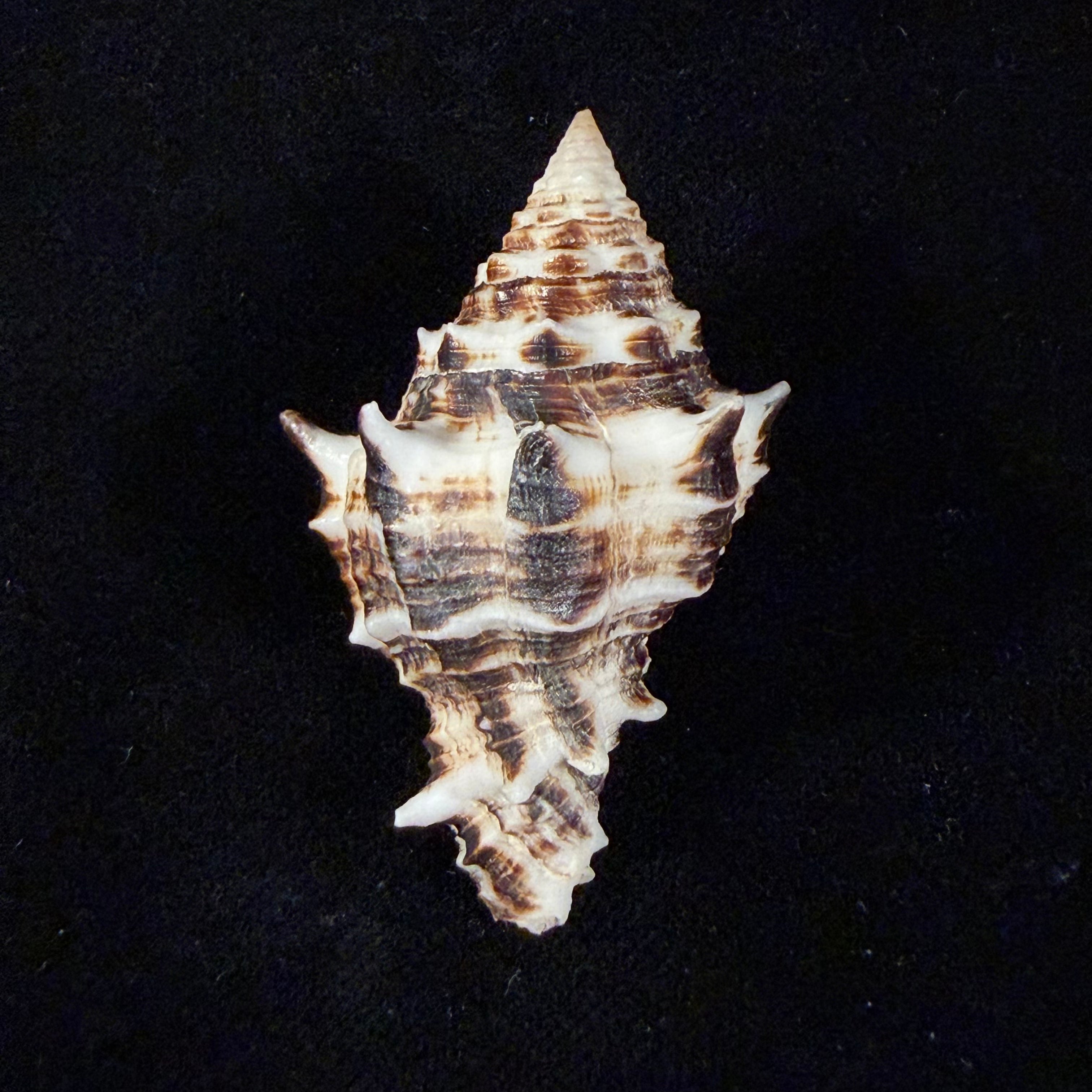 Vasum ceramicum (Linnaeus, 1758) - 51,6mm