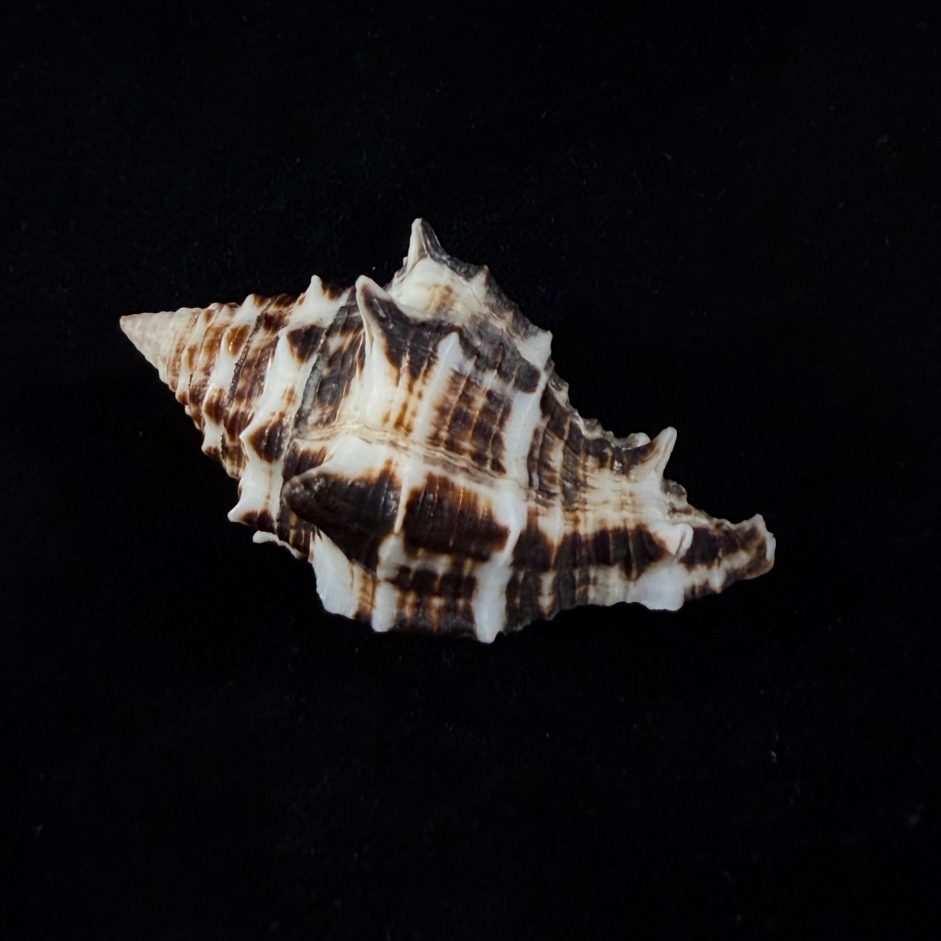 Vasum ceramicum (Linnaeus, 1758) - 51,6mm