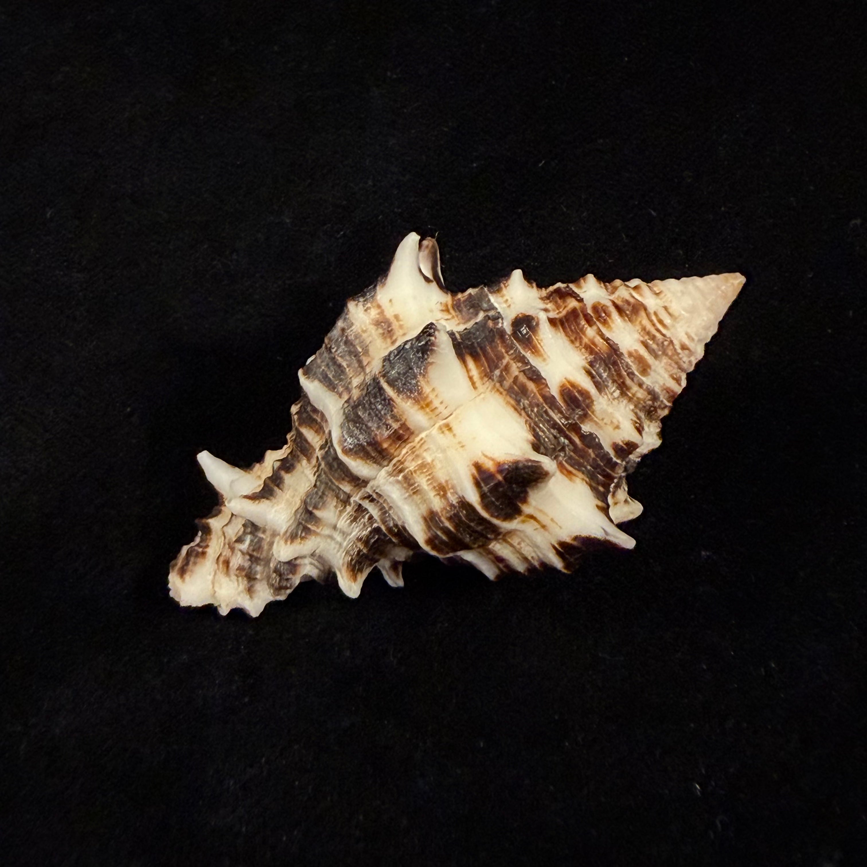 Vasum ceramicum (Linnaeus, 1758) - 51,6mm