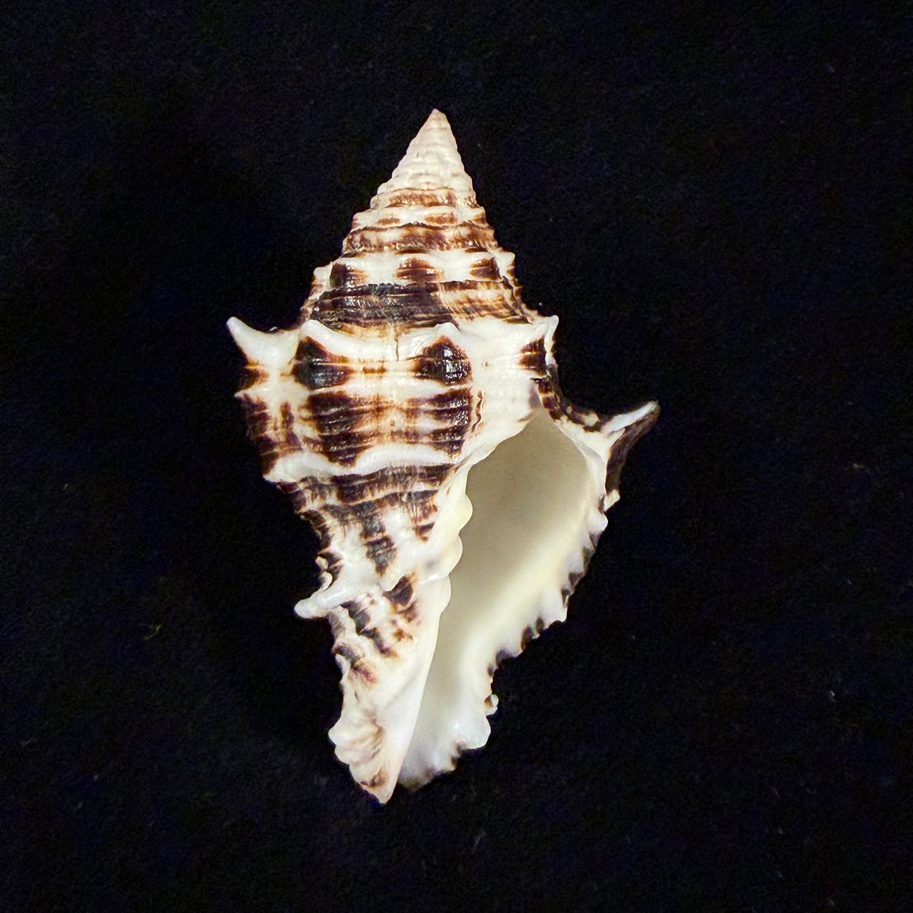 Vasum ceramicum (Linnaeus, 1758) - 51,6mm
