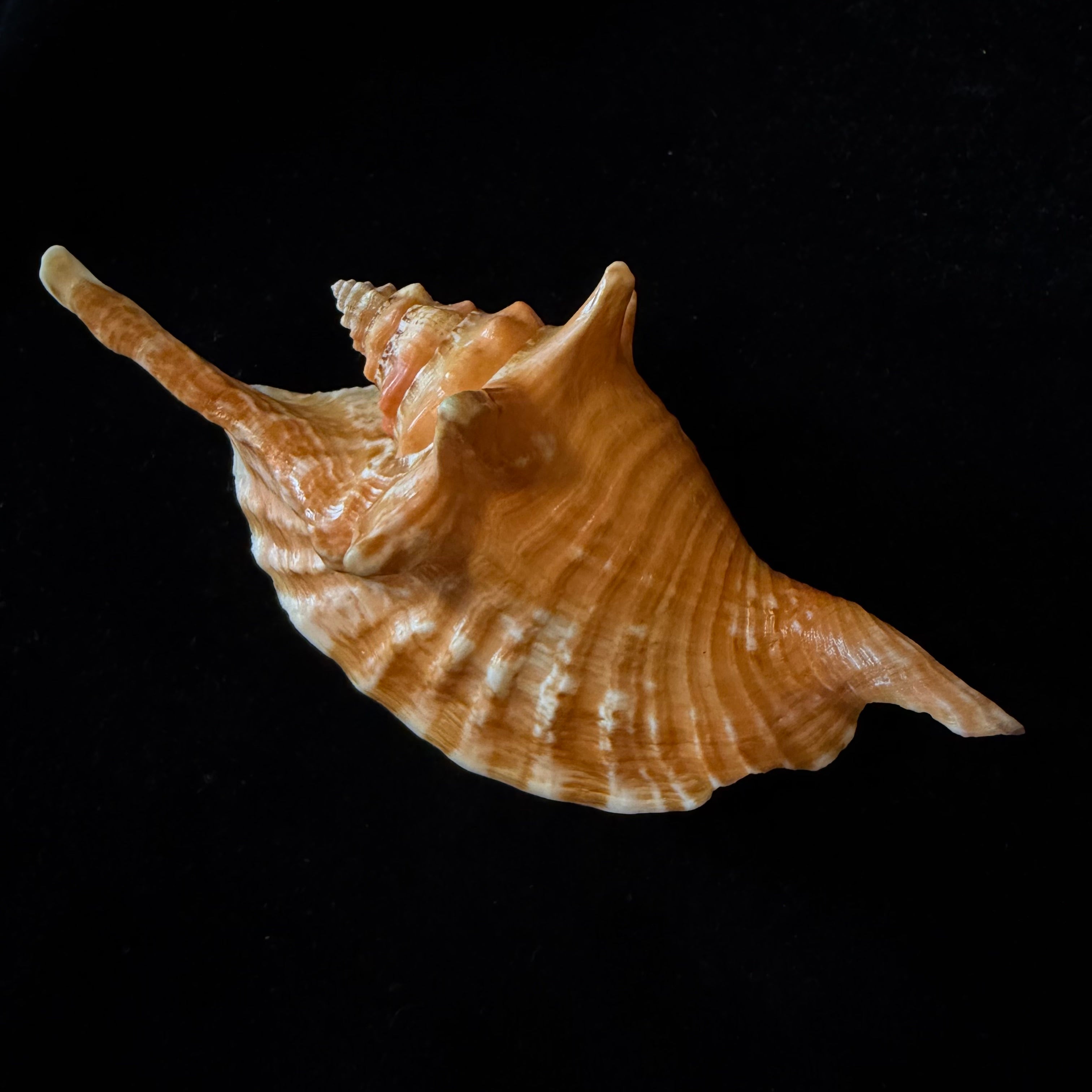 Aliger gallus (Linnaeus, 1758) -136,1mm