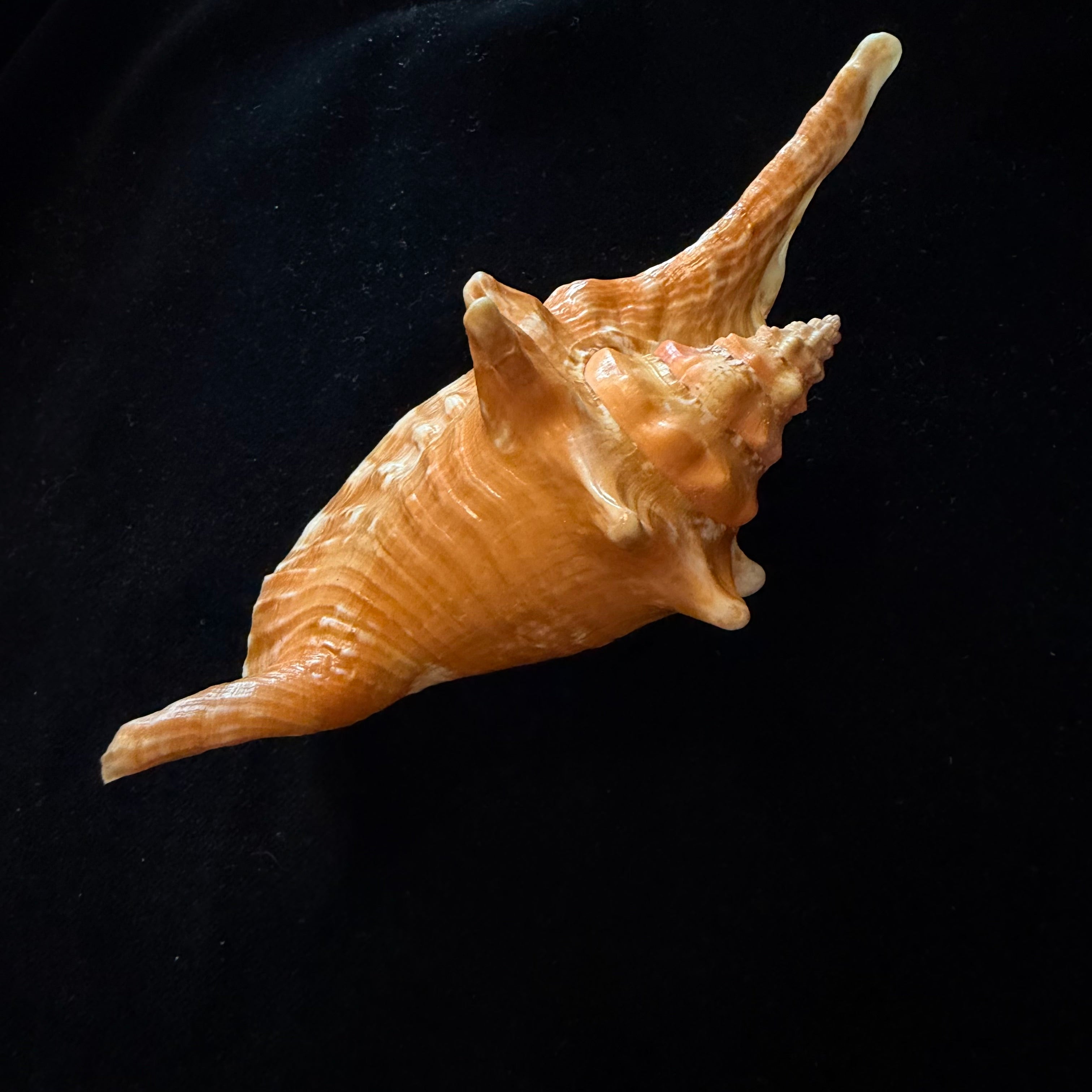 Aliger gallus (Linnaeus, 1758) -136,1mm