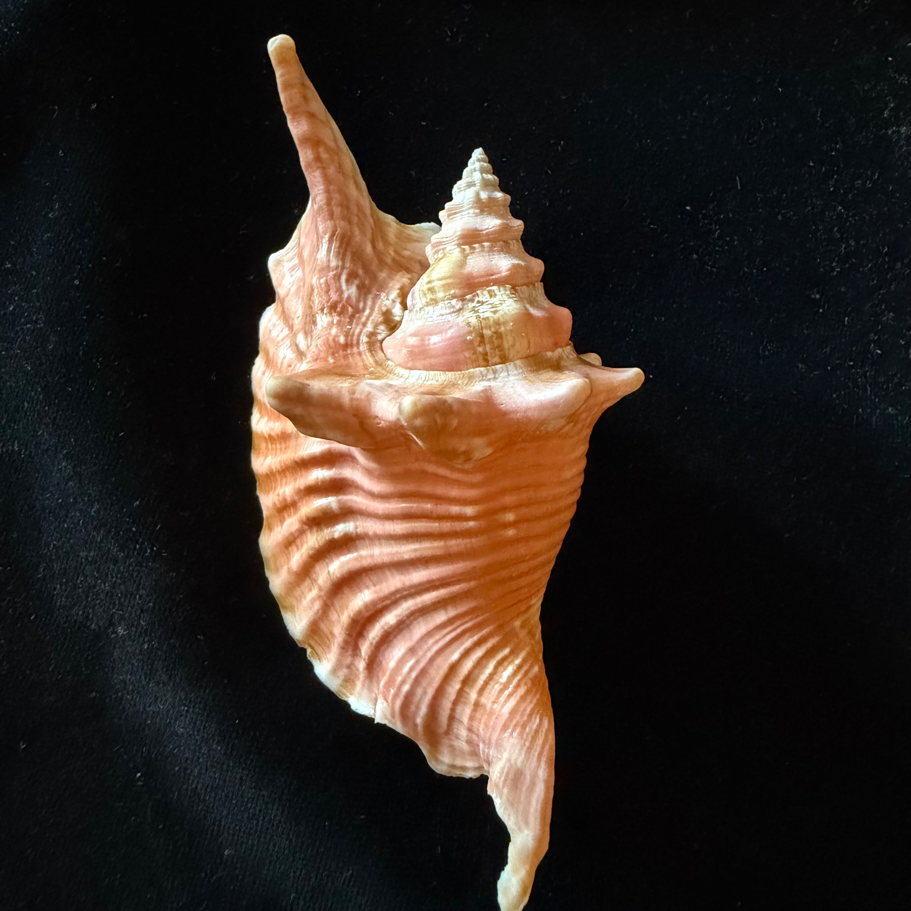 Aliger gallus (Linnaeus, 1758) -129,1mm