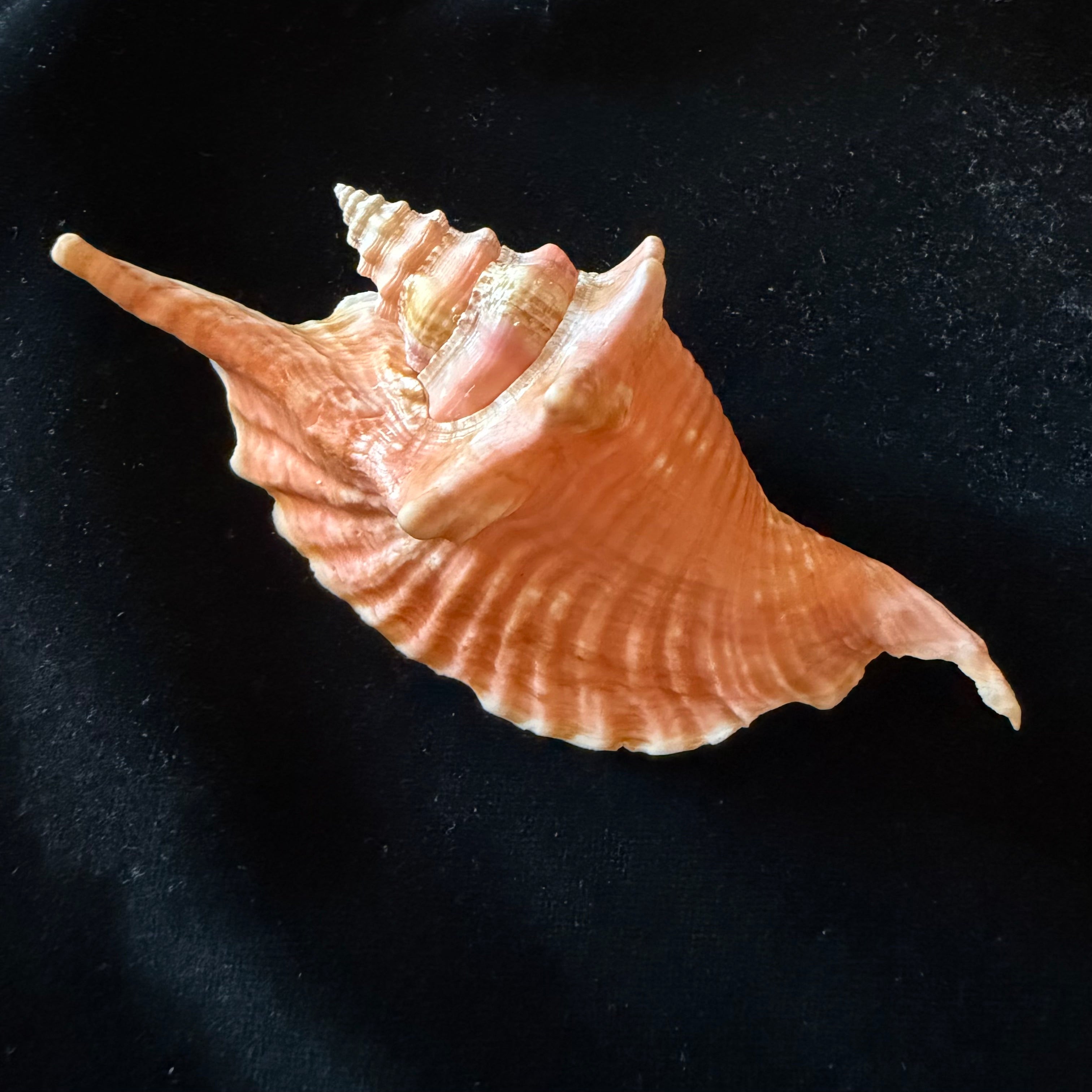 Aliger gallus (Linnaeus, 1758) -129,1mm