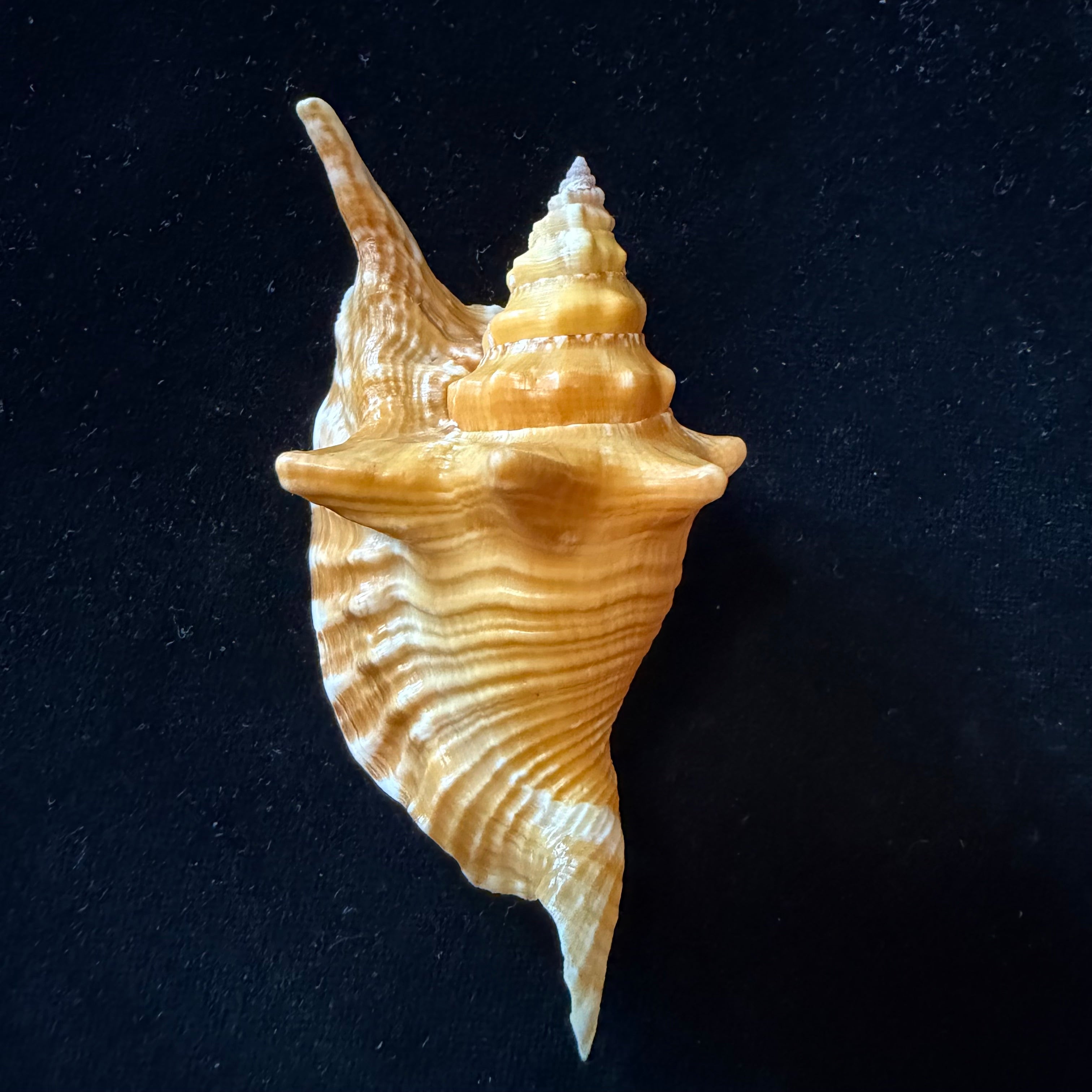 Aliger gallus (Linnaeus, 1758) -101,8mm