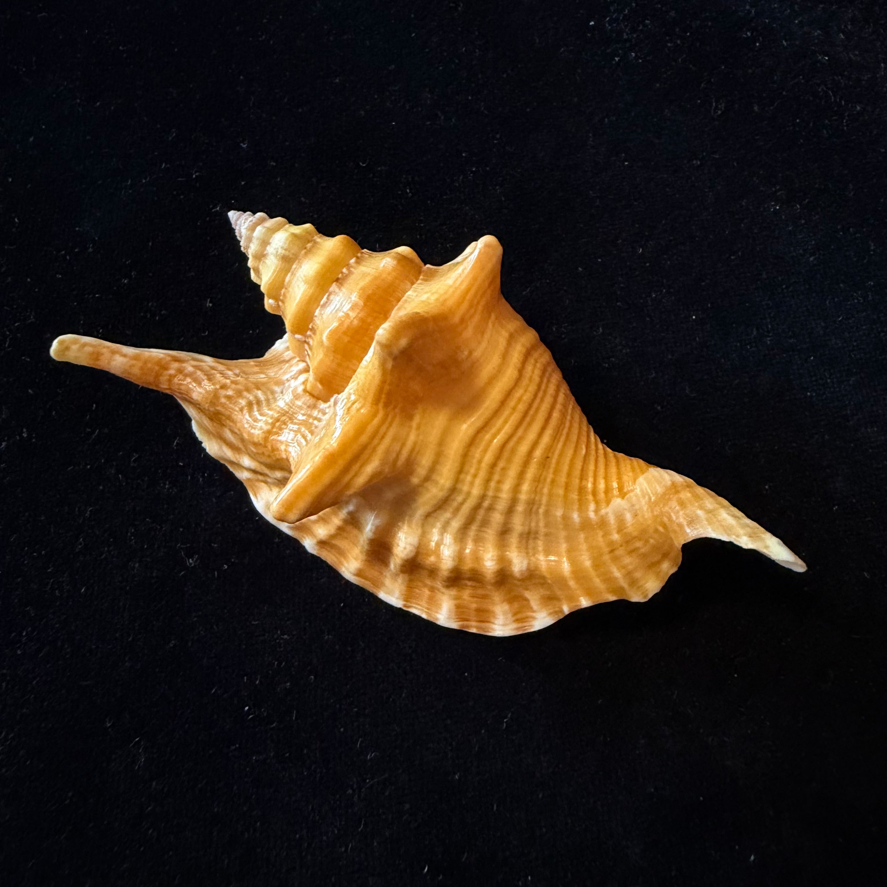 Aliger gallus (Linnaeus, 1758) -101,8mm