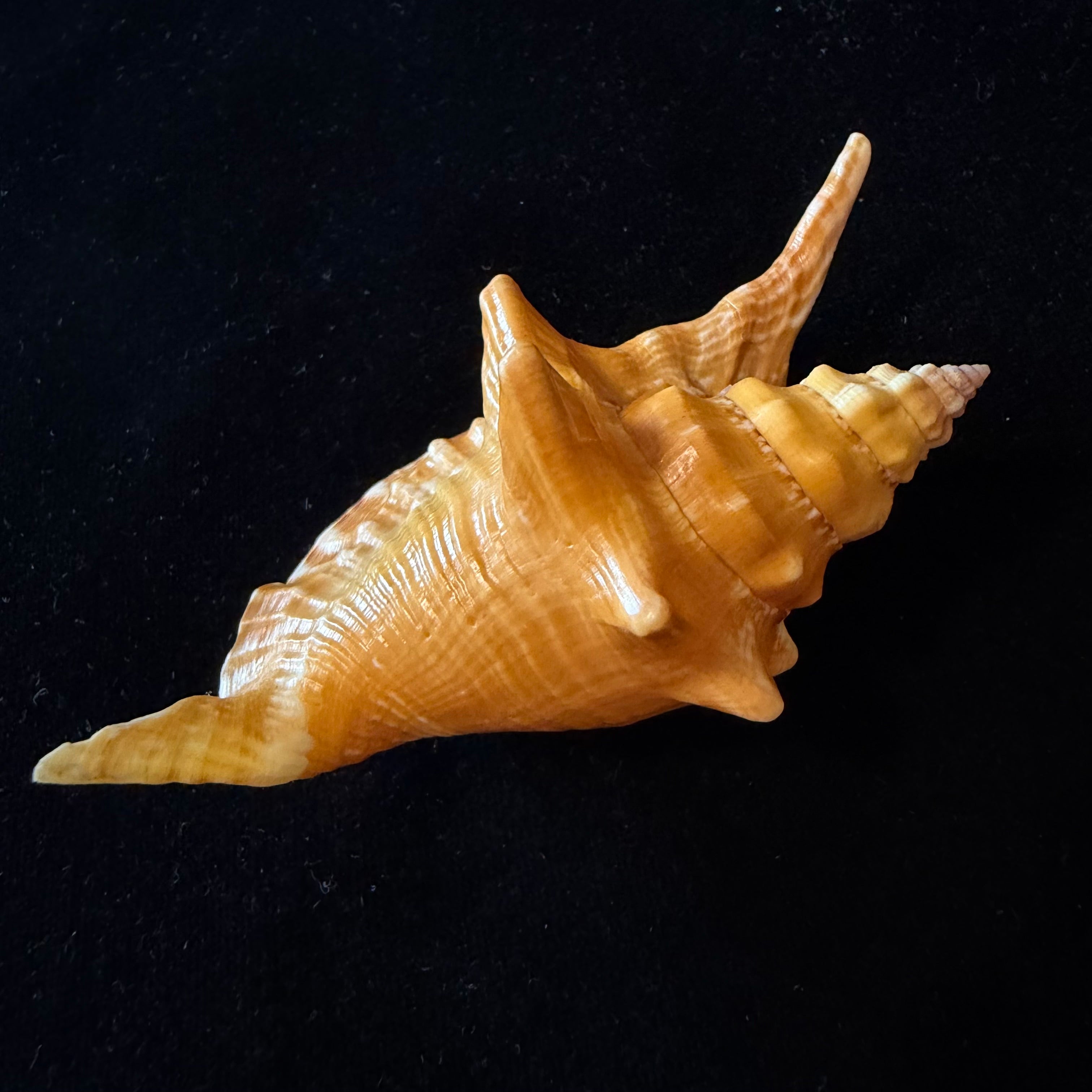 Aliger gallus (Linnaeus, 1758) -101,8mm