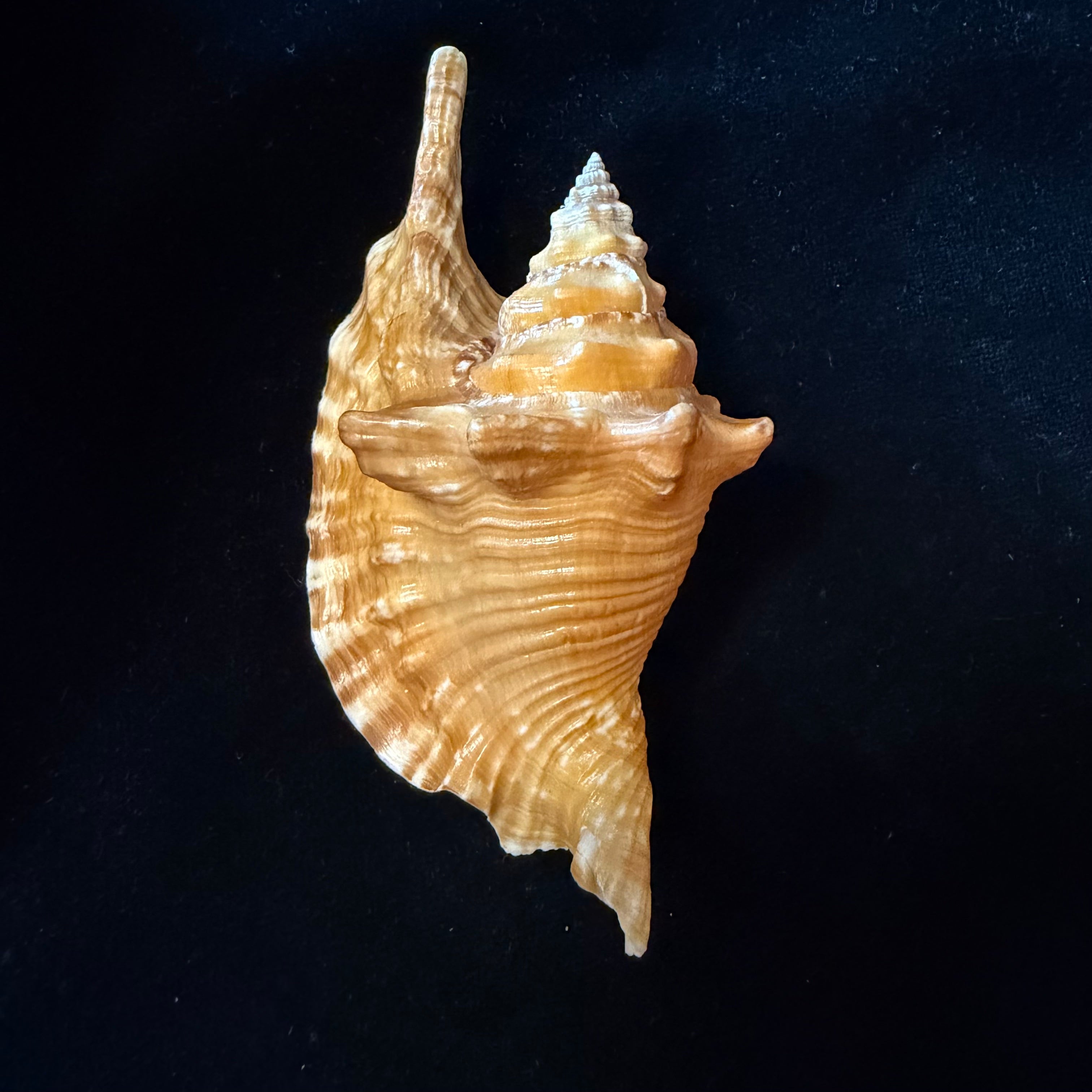 Aliger gallus (Linnaeus, 1758) -113,4mm
