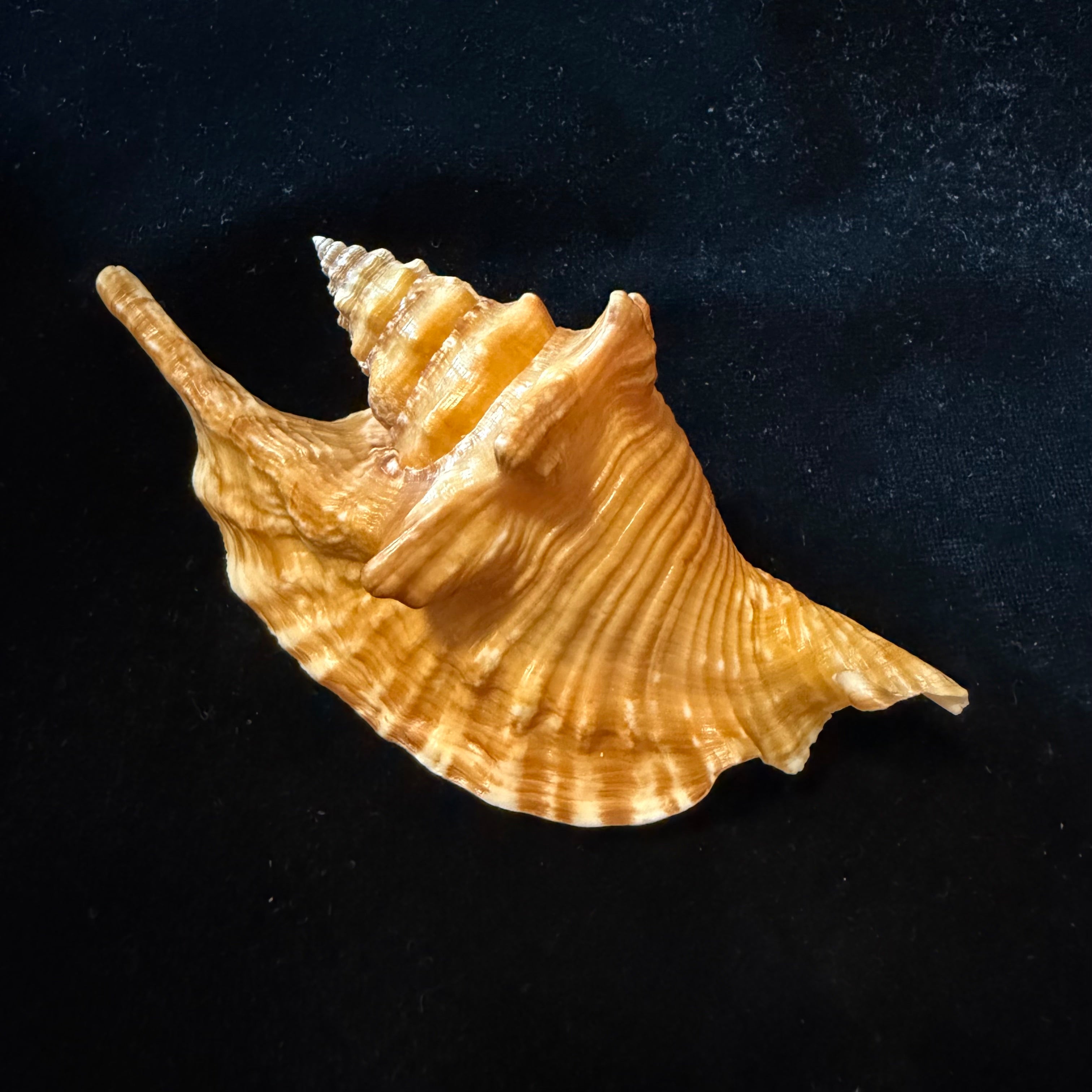 Aliger gallus (Linnaeus, 1758) -113,4mm