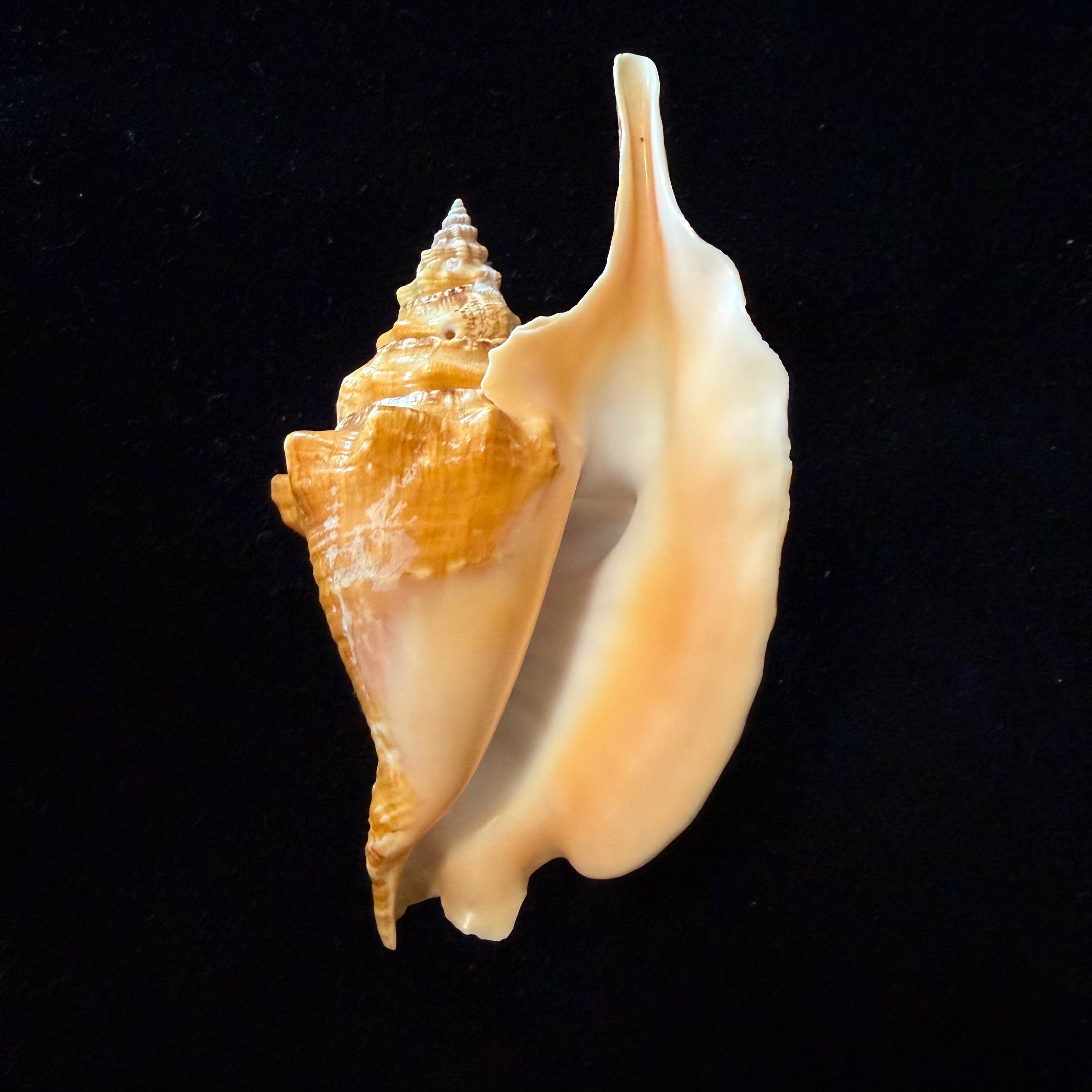 Aliger gallus (Linnaeus, 1758) -113,4mm
