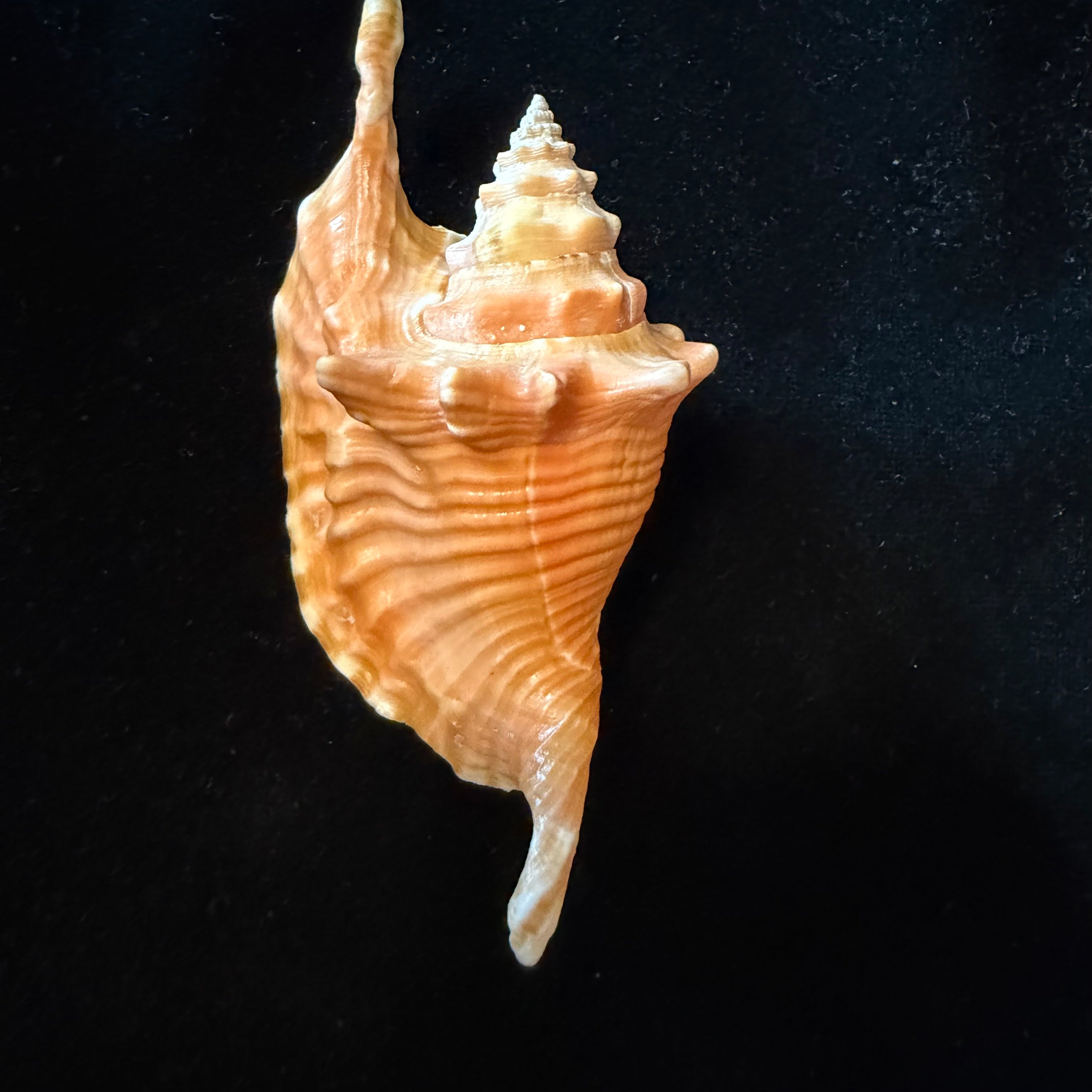 Aliger gallus (Linnaeus, 1758) -102,2mm