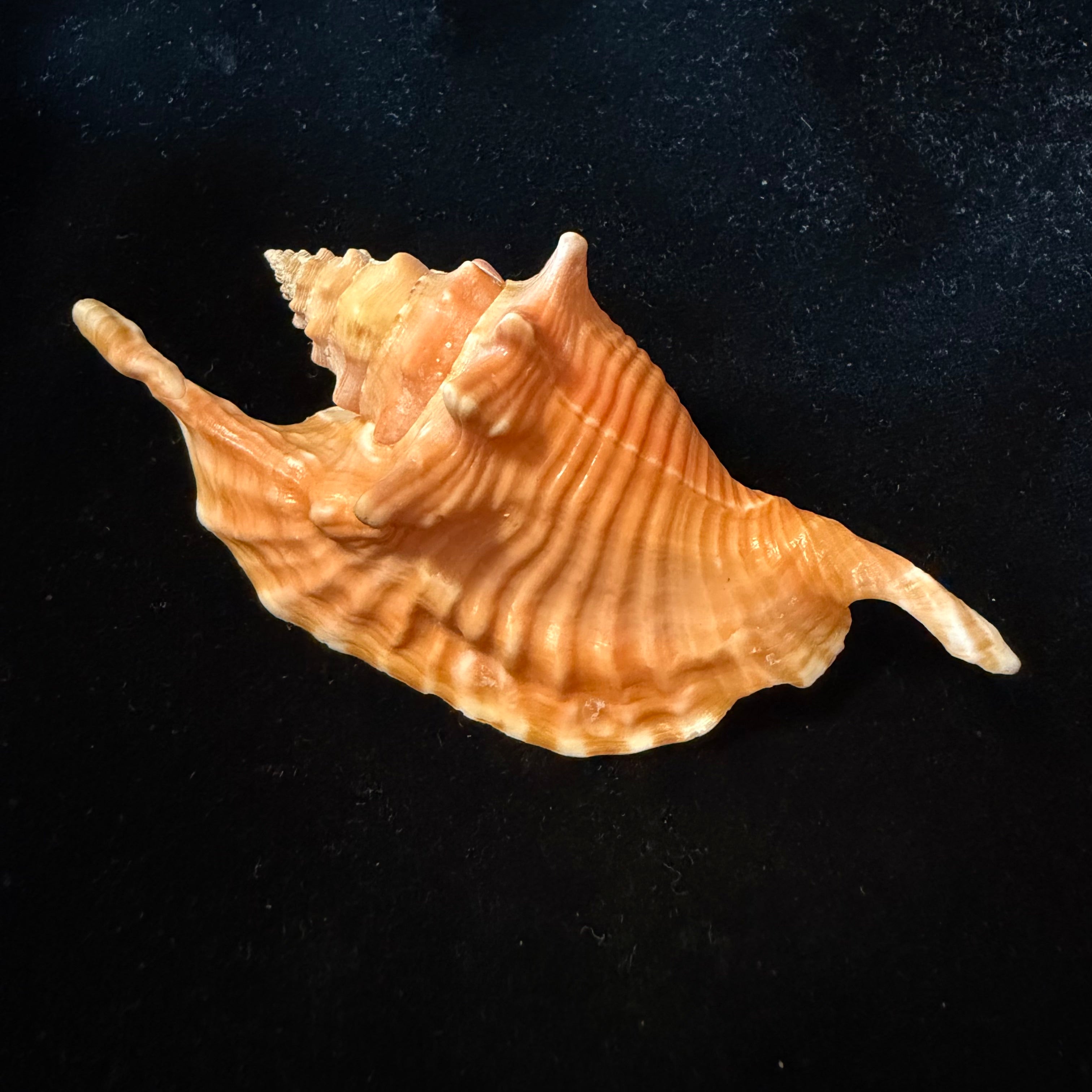 Aliger gallus (Linnaeus, 1758) -102,2mm