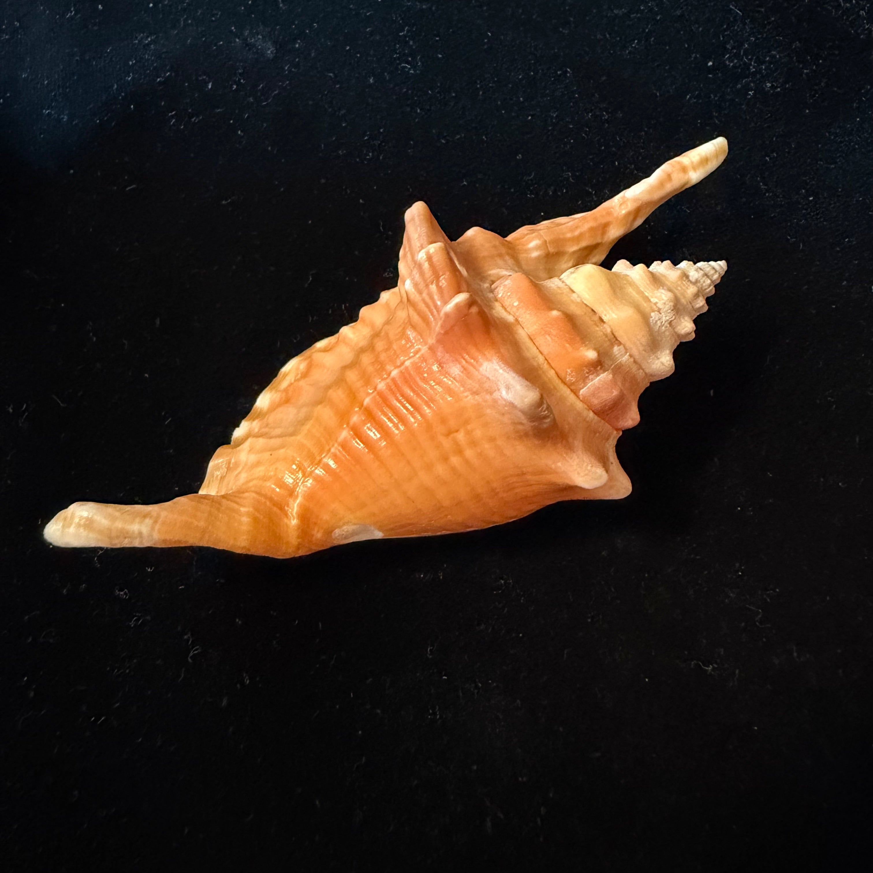 Aliger gallus (Linnaeus, 1758) -102,2mm