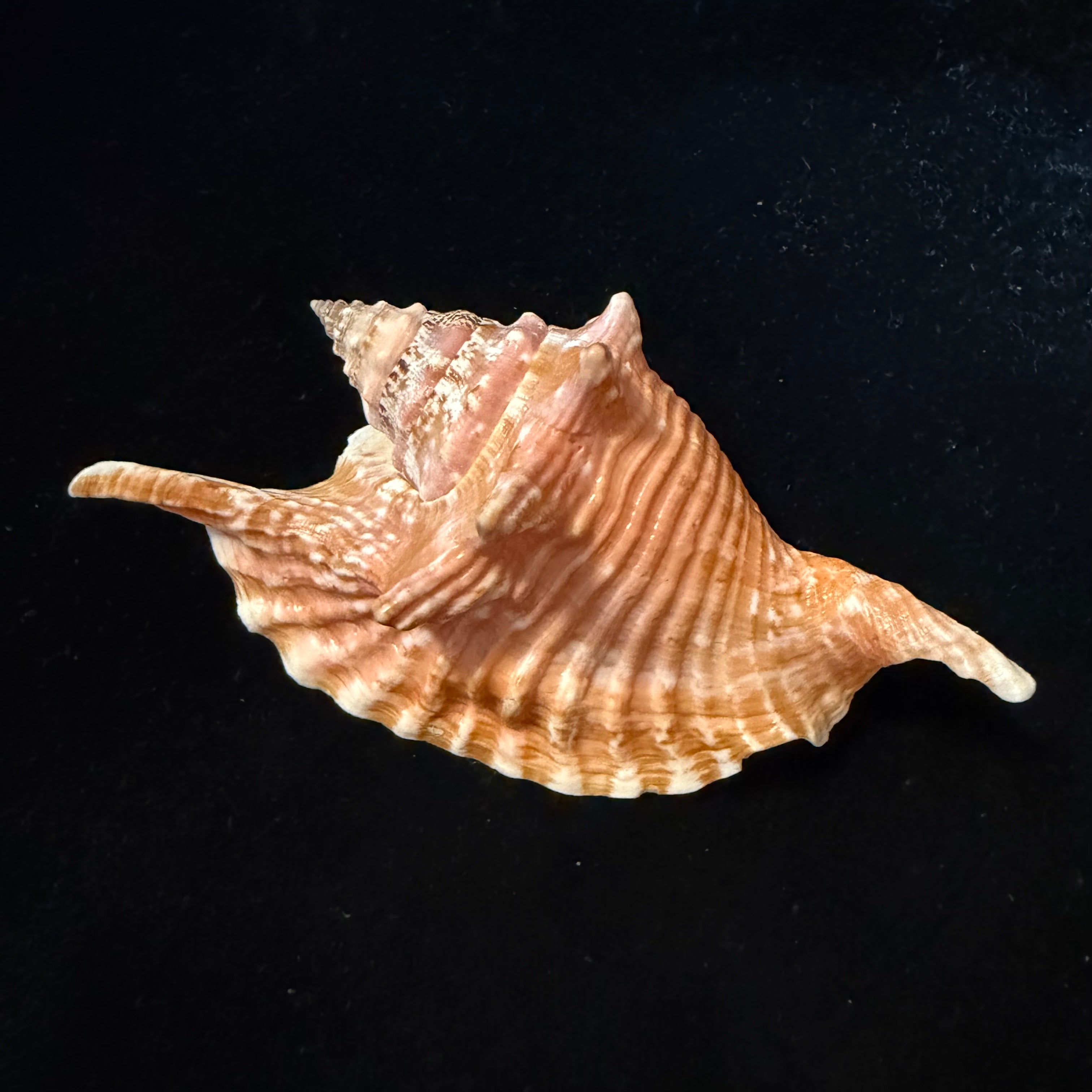 Aliger gallus (Linnaeus, 1758) -118mm