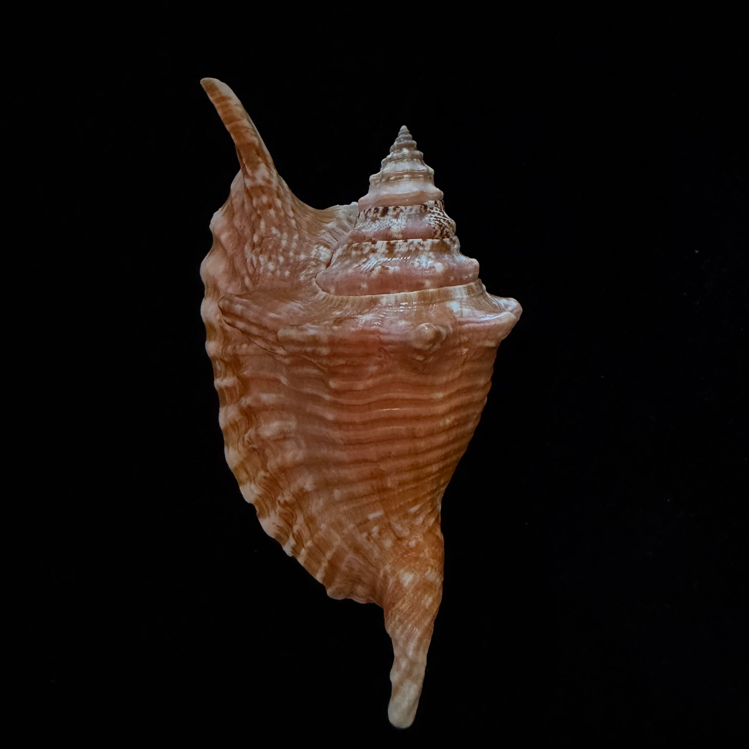 Aliger gallus (Linnaeus, 1758) -118mm